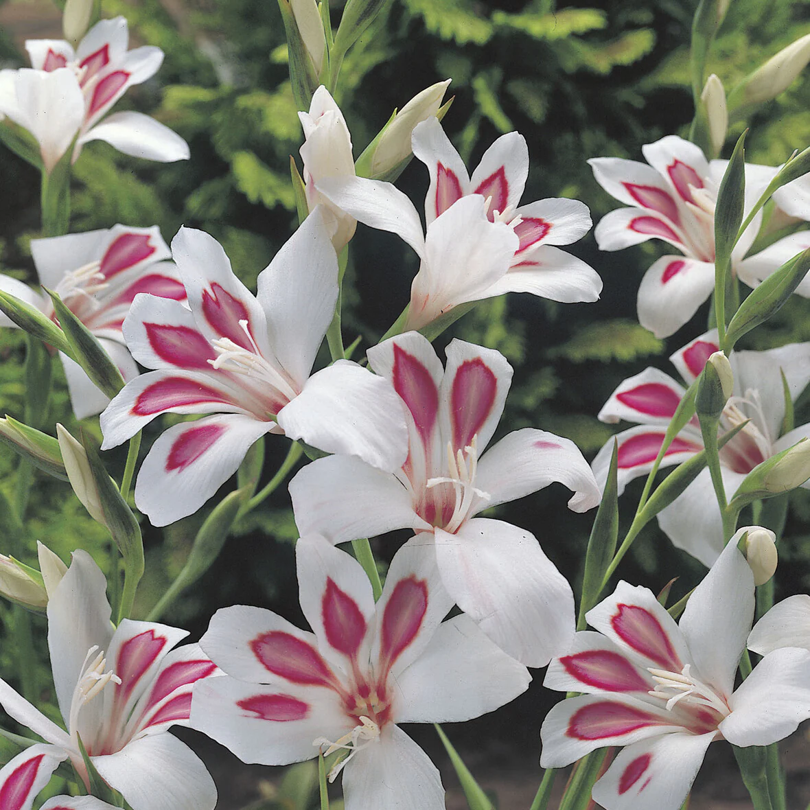 Gladiolus nanus Prins Claus (x15) - Image 3