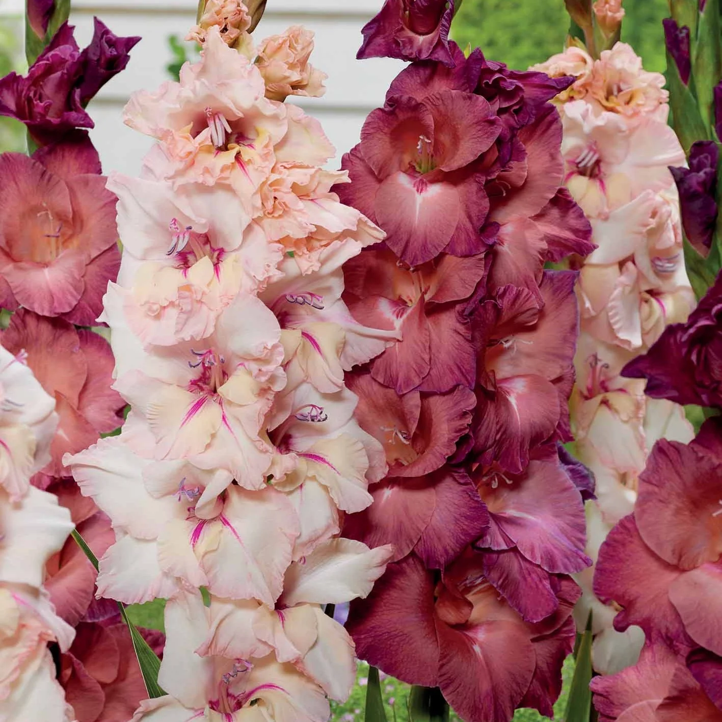 Gladiool Mix 'Indian summer' + 'Palm Spring' (x25)