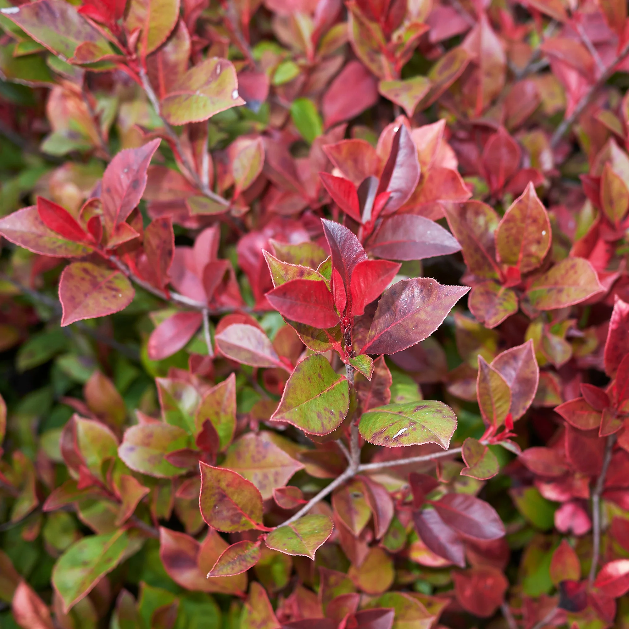 Glansmispel 'Little Red Robin'