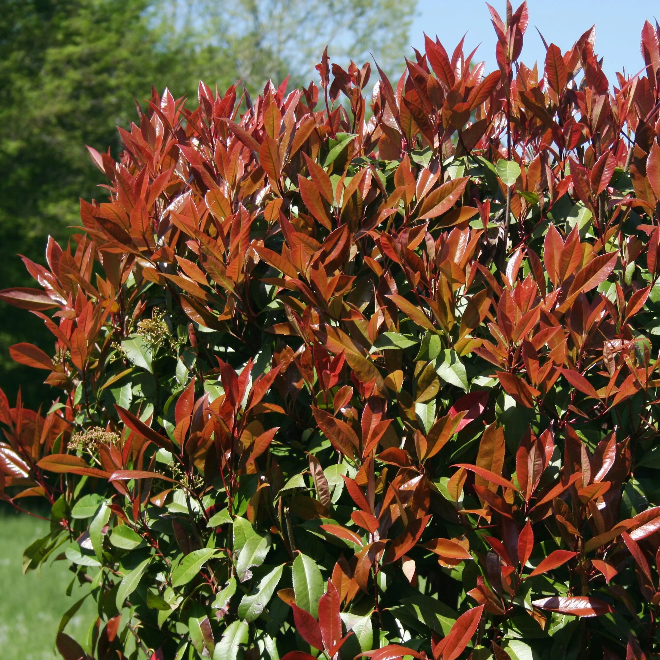 Glansmispel 'Red Robin' 9cm pot