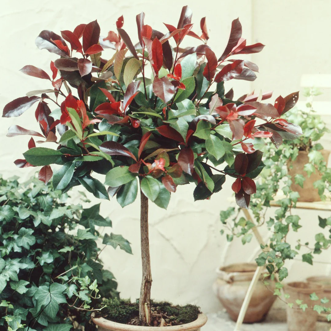 Glansmispel 'Red Robin' 3L pot op stengel