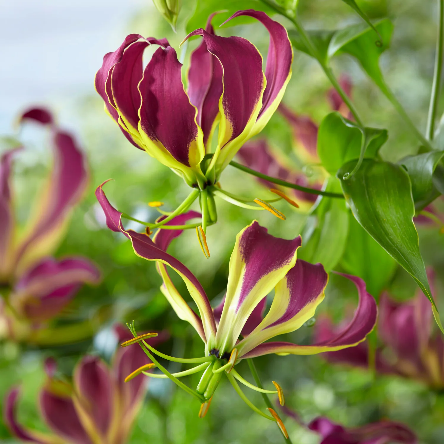 Gloriosa Carsonii / Klimlelie