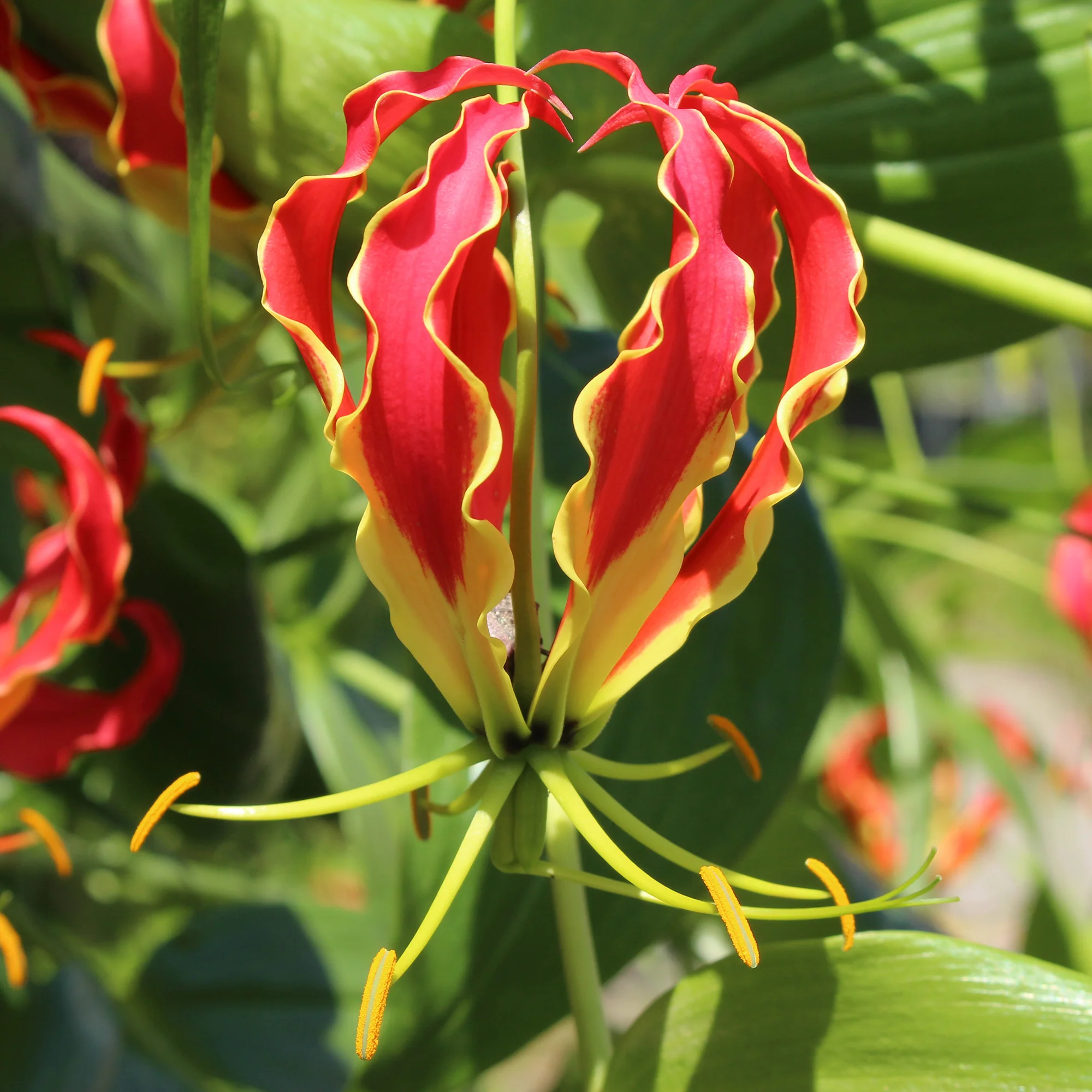 Gloriosa Carsonii / Klimlelie - Image 2
