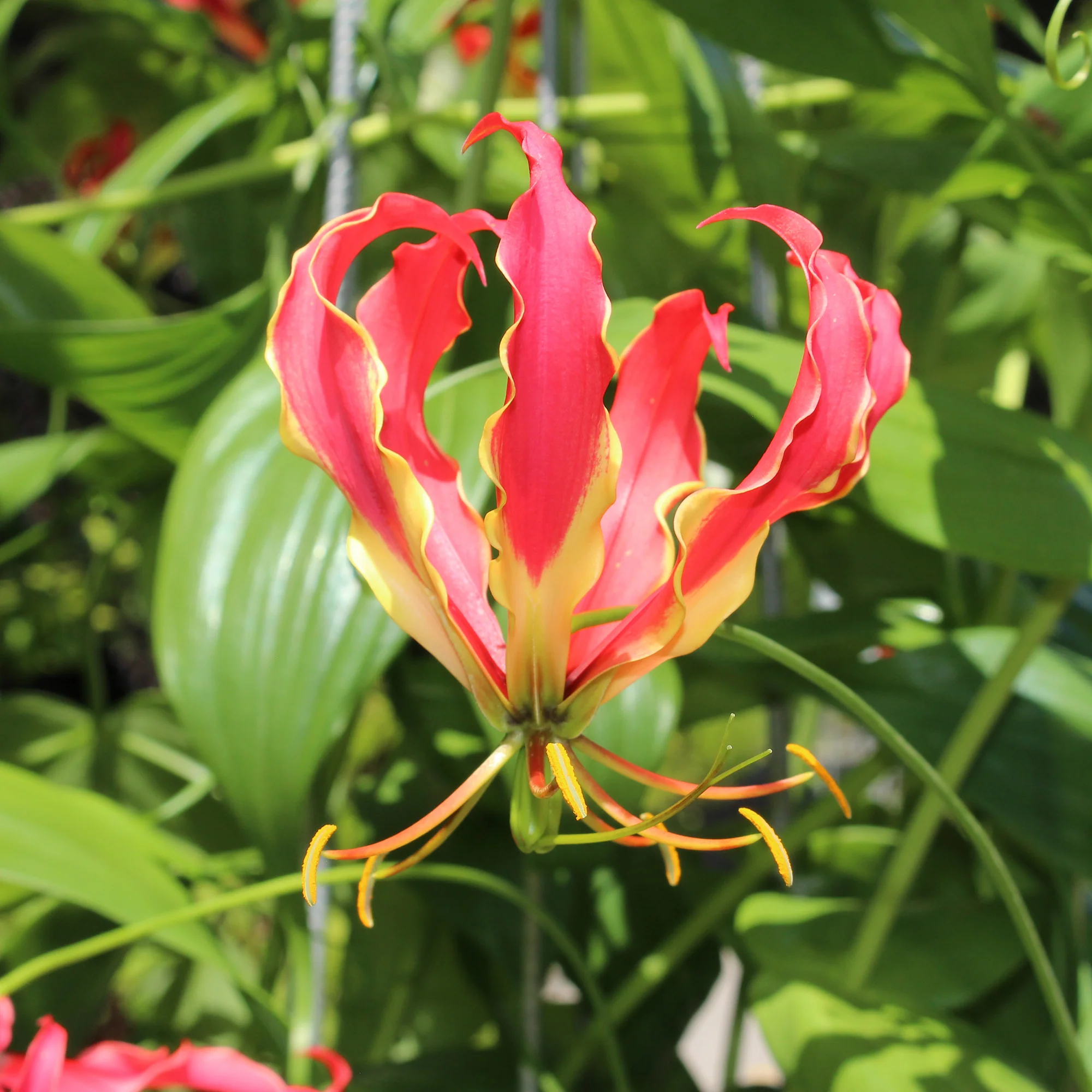 Gloriosa Carsonii / Klimlelie - Image 3