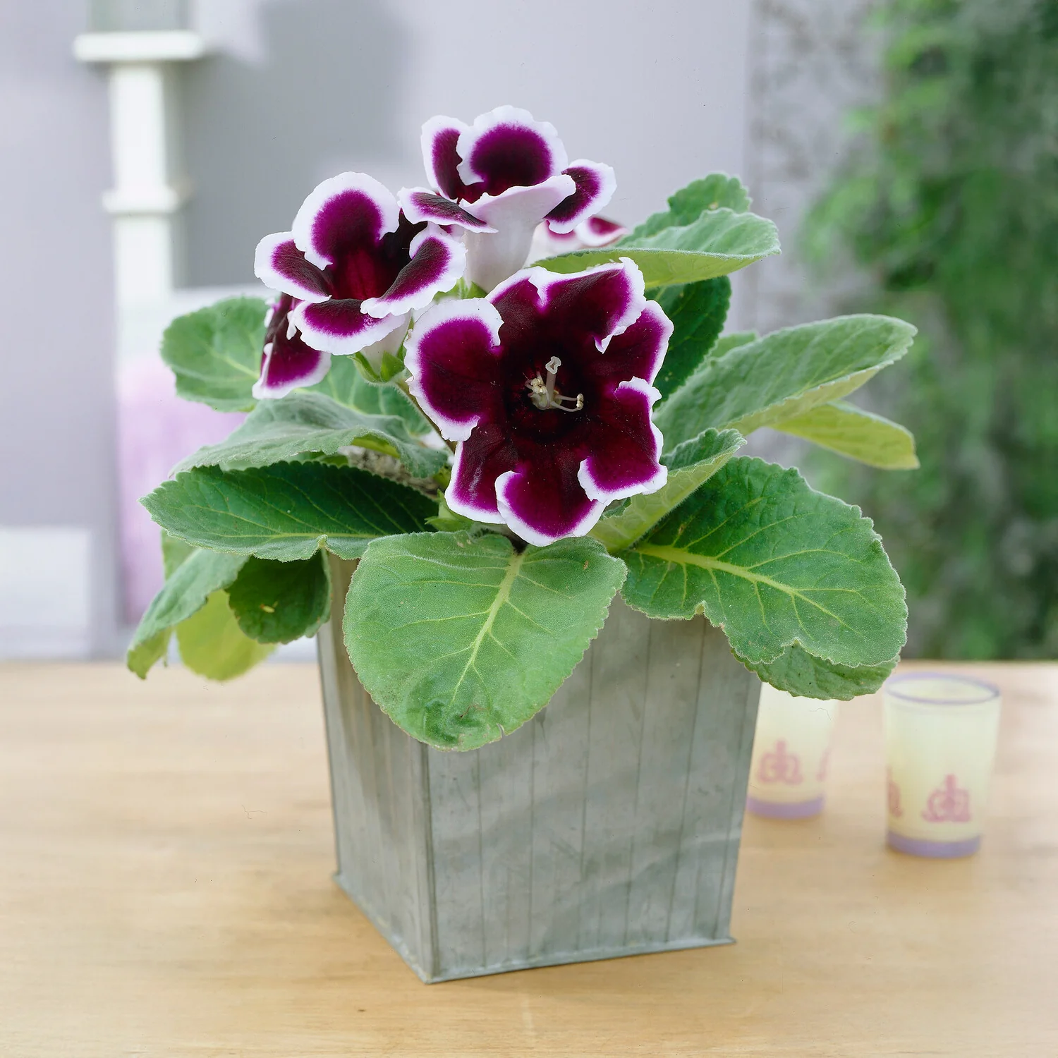 Miniatuur 1