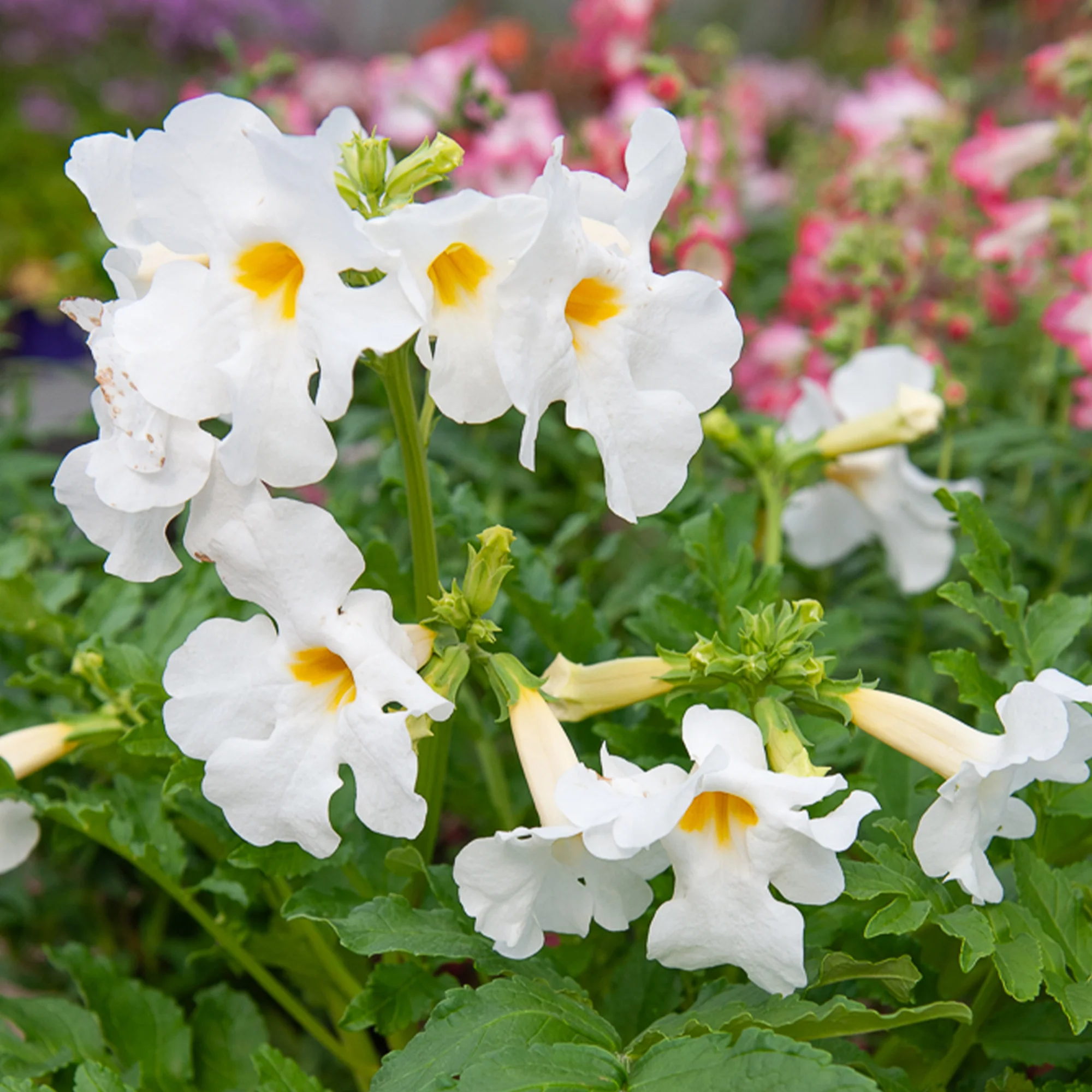 Gloxinia Mix (x4) - Image 3