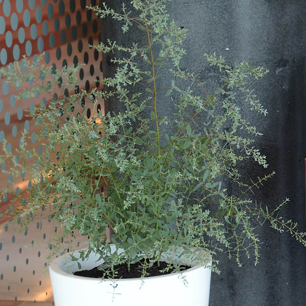Gomboom 'Fance Bleu'® 'Rengun' - Image 2