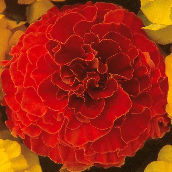 Goudsbloem 'Sloar Red F1'