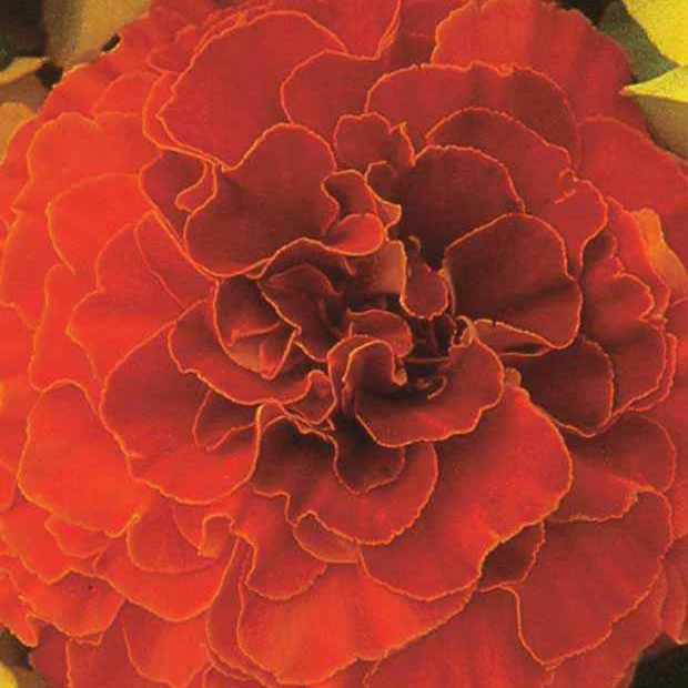Goudsbloem 'Sloar Red F1' - Image 2
