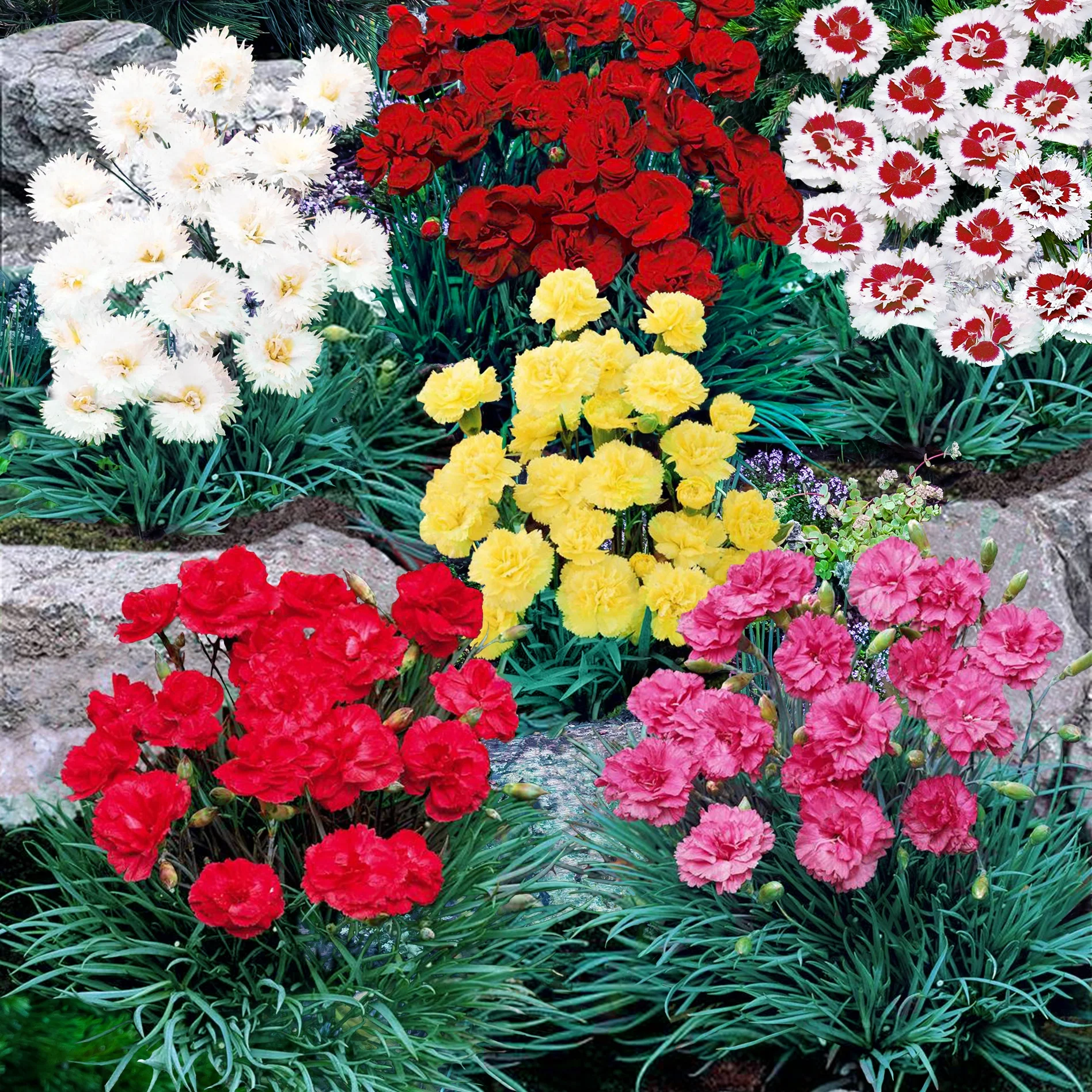 Miniatuur 1