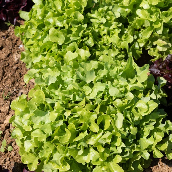 Groene eikenbladsla (x6)