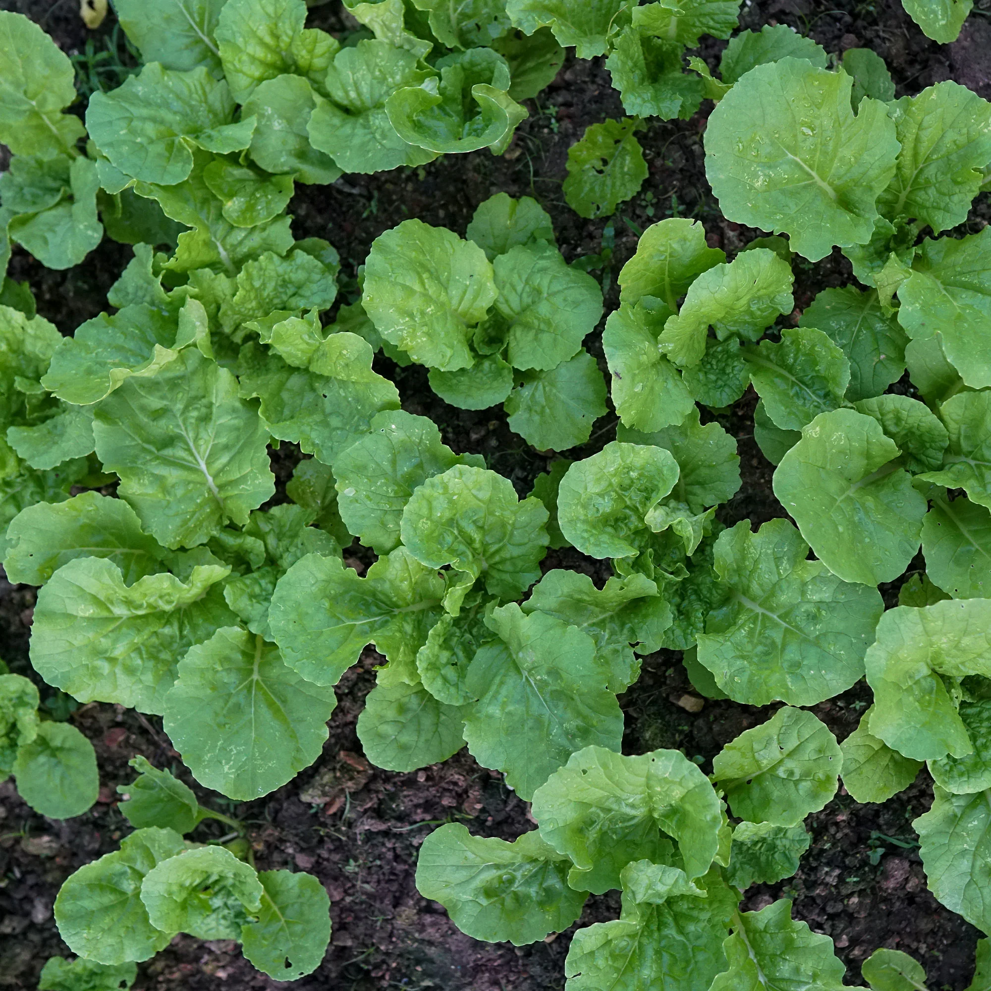 Groene Raapstelen