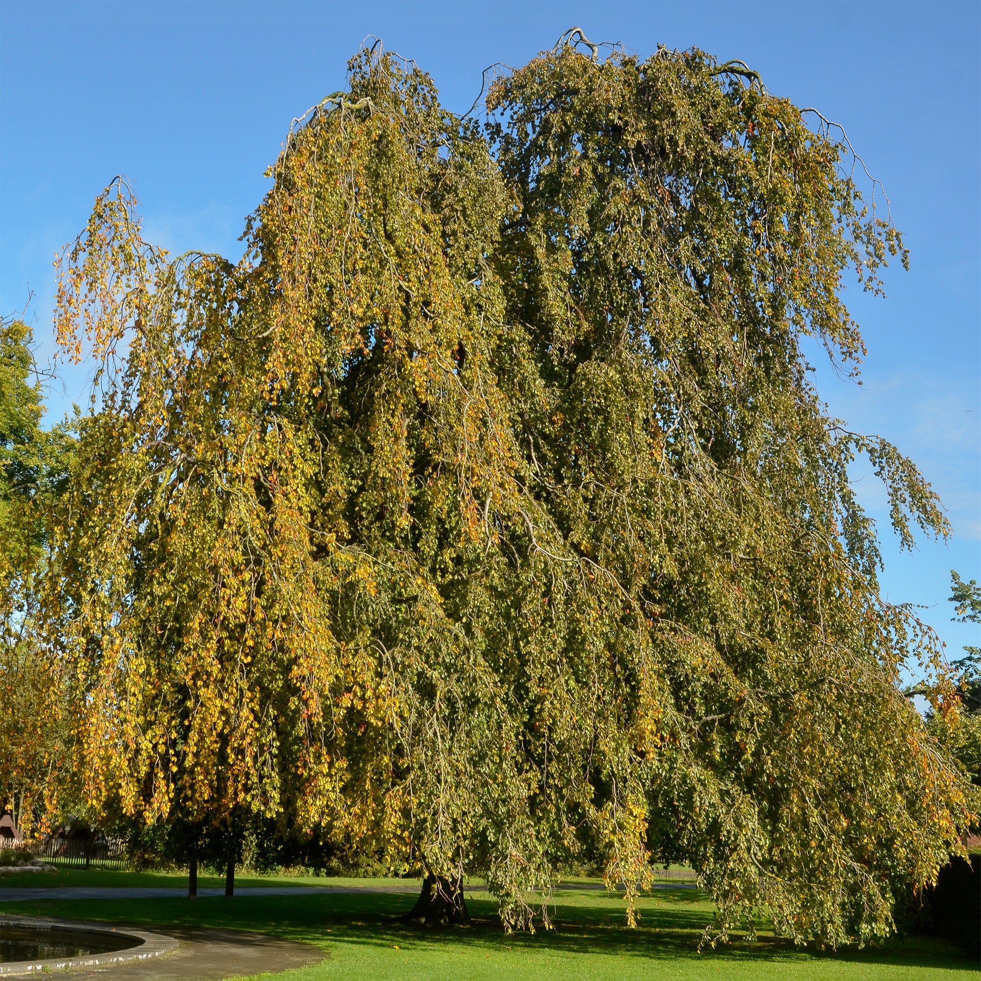 Groene treurbeuk - Image 3