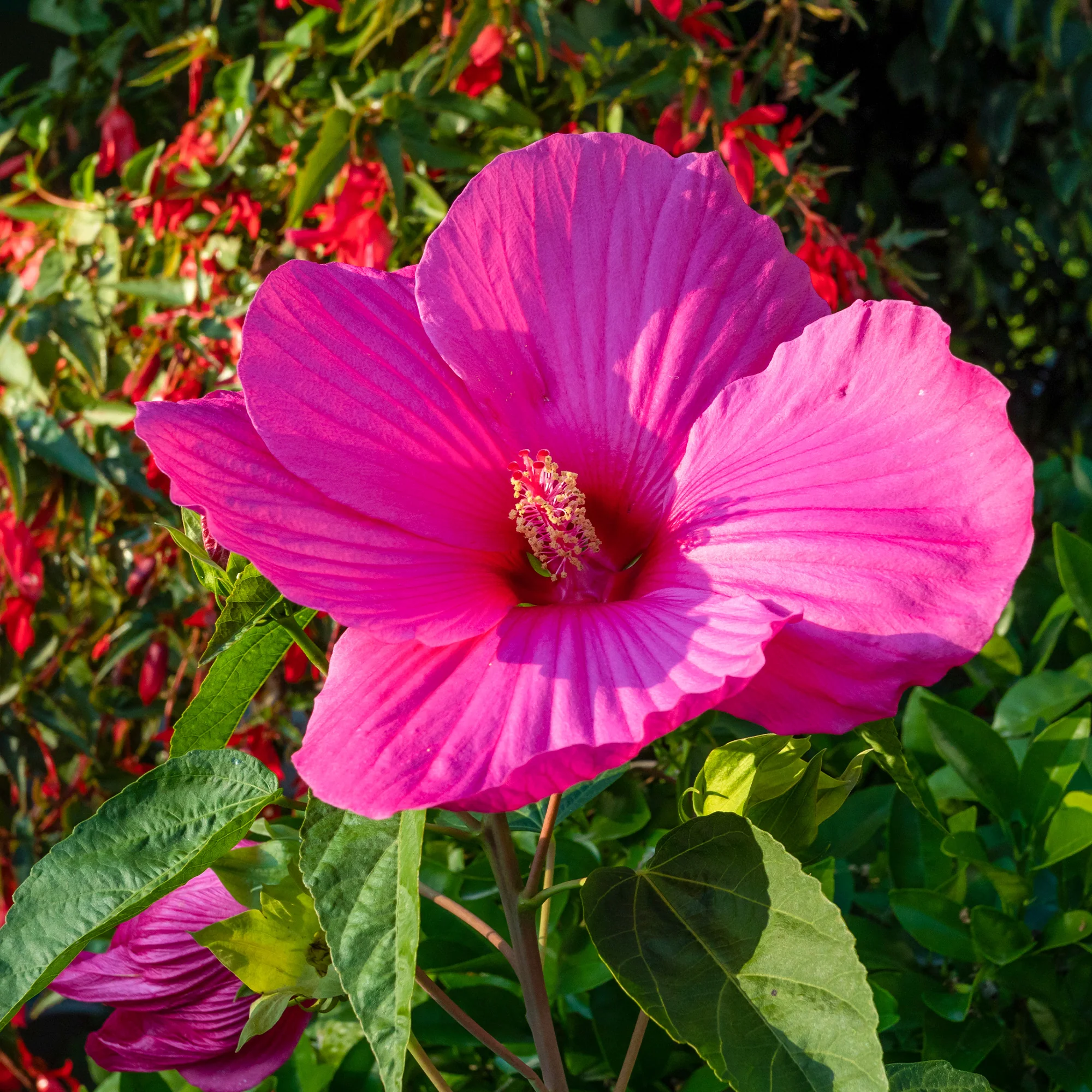 Grootbloemige altheastruik 'Extreme Magenta'®