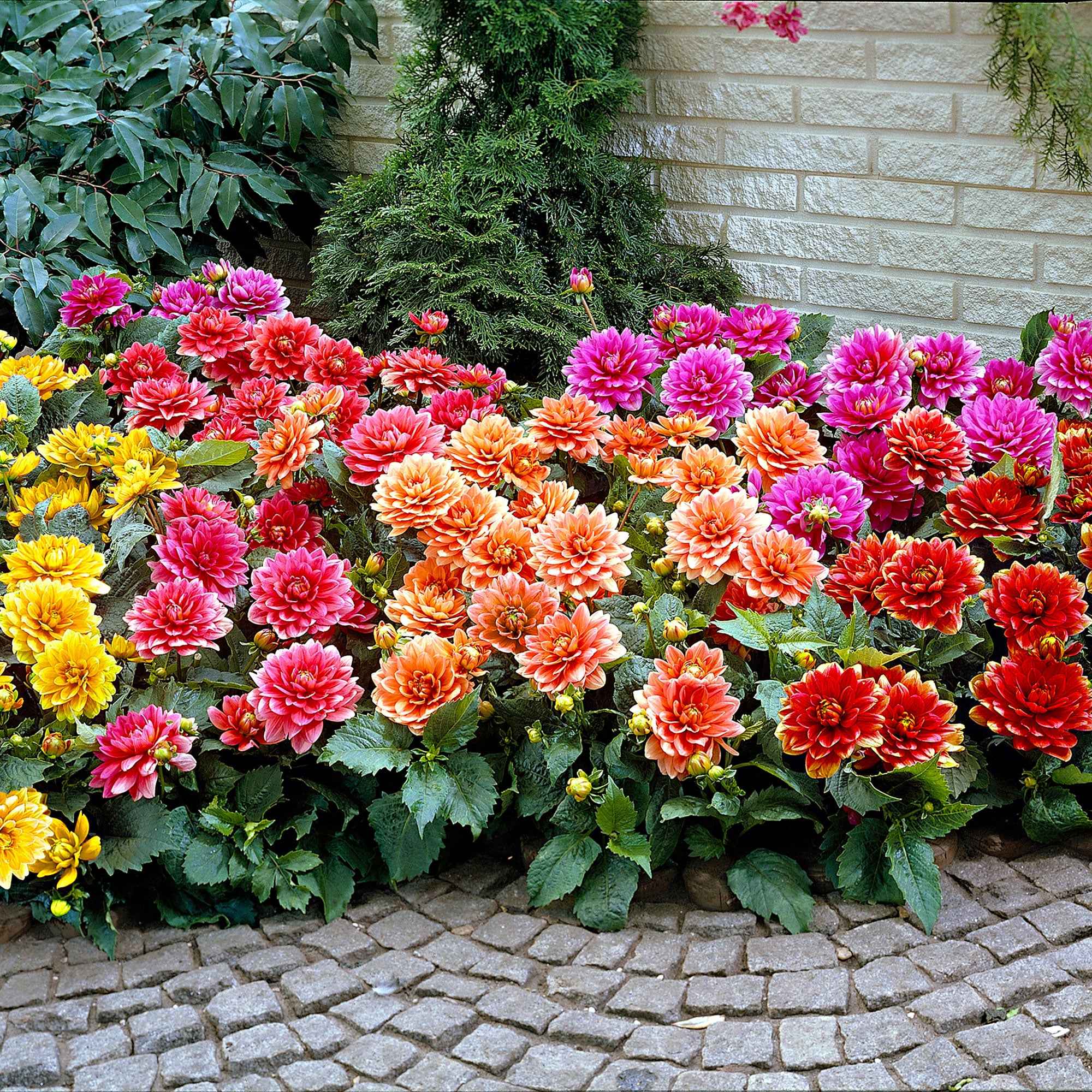 Grootbloemige Dahlia Mix - Image 2