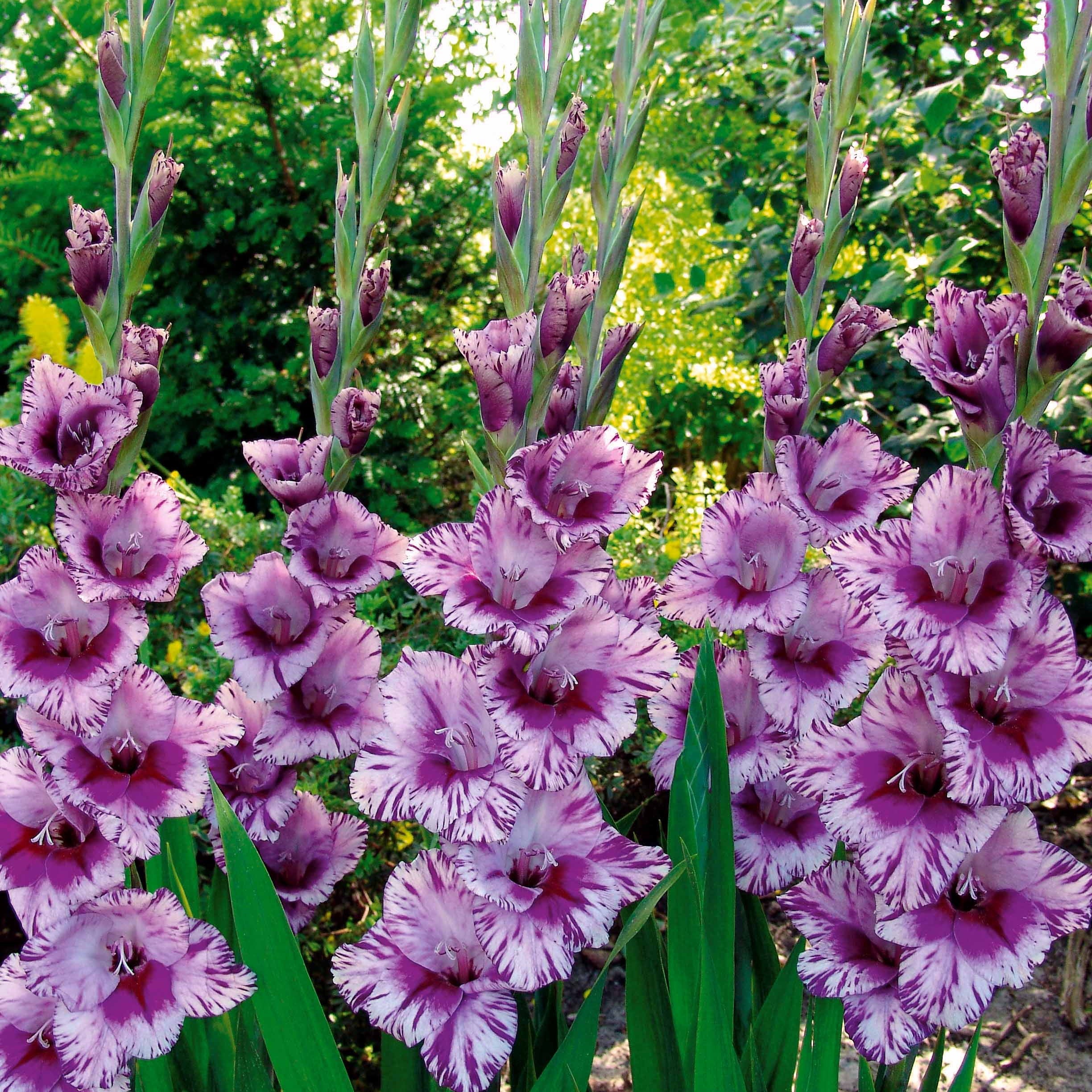 Grootbloemige gladiool Mix (x50) - Image 3
