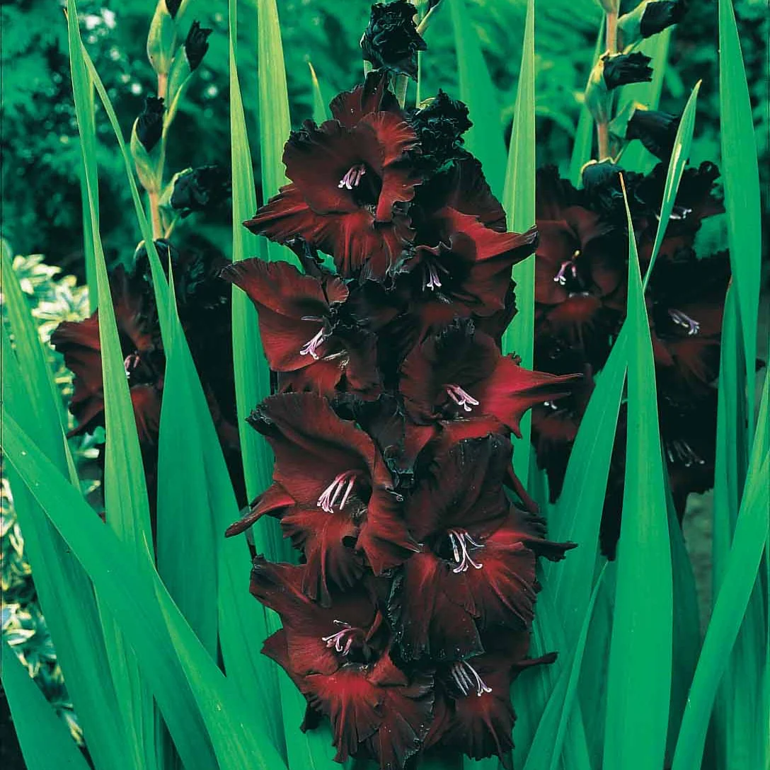 Grootbloemige gladiool Mix (x50) - Image 7