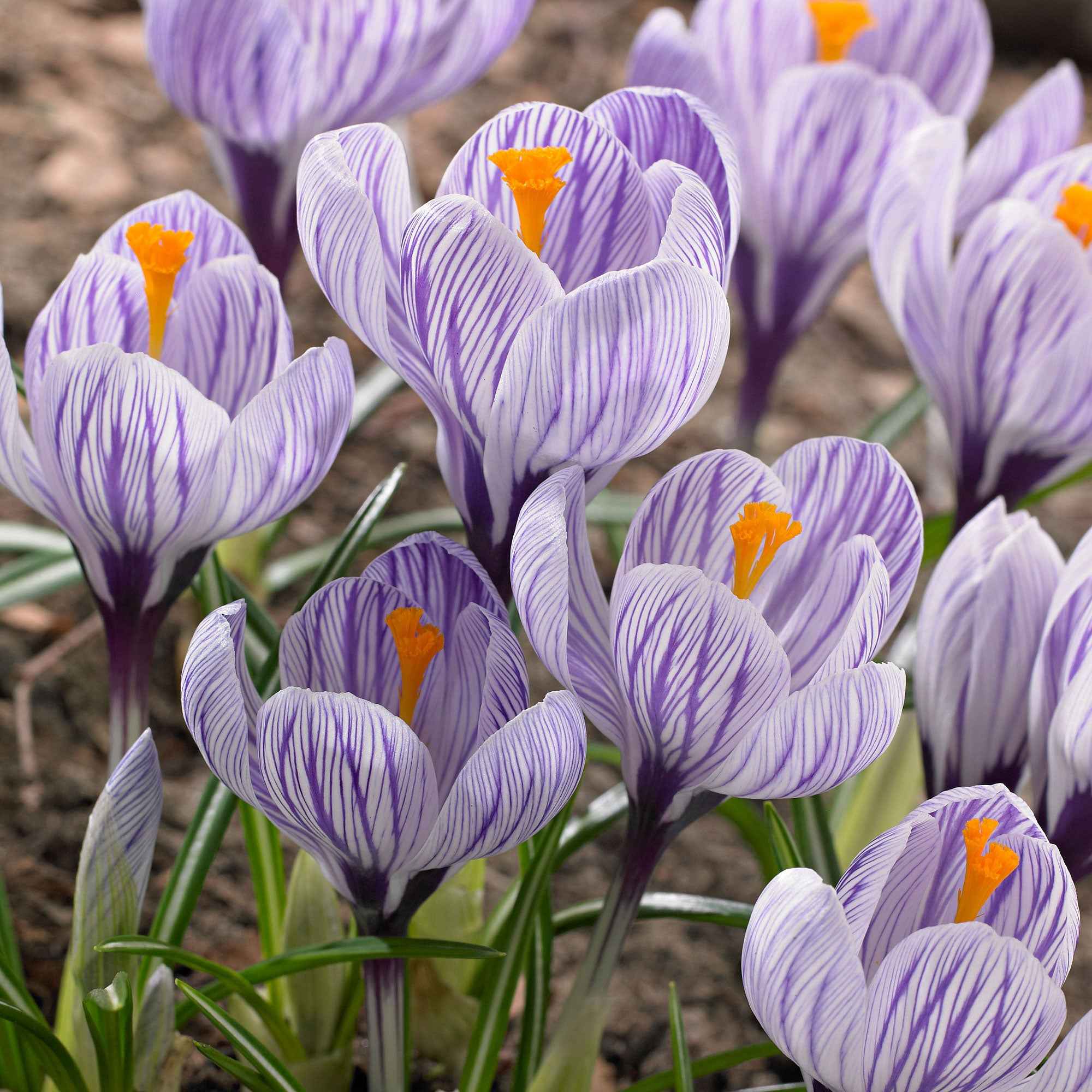 Grootbloemige krokus 'Pickwick' (x15)
