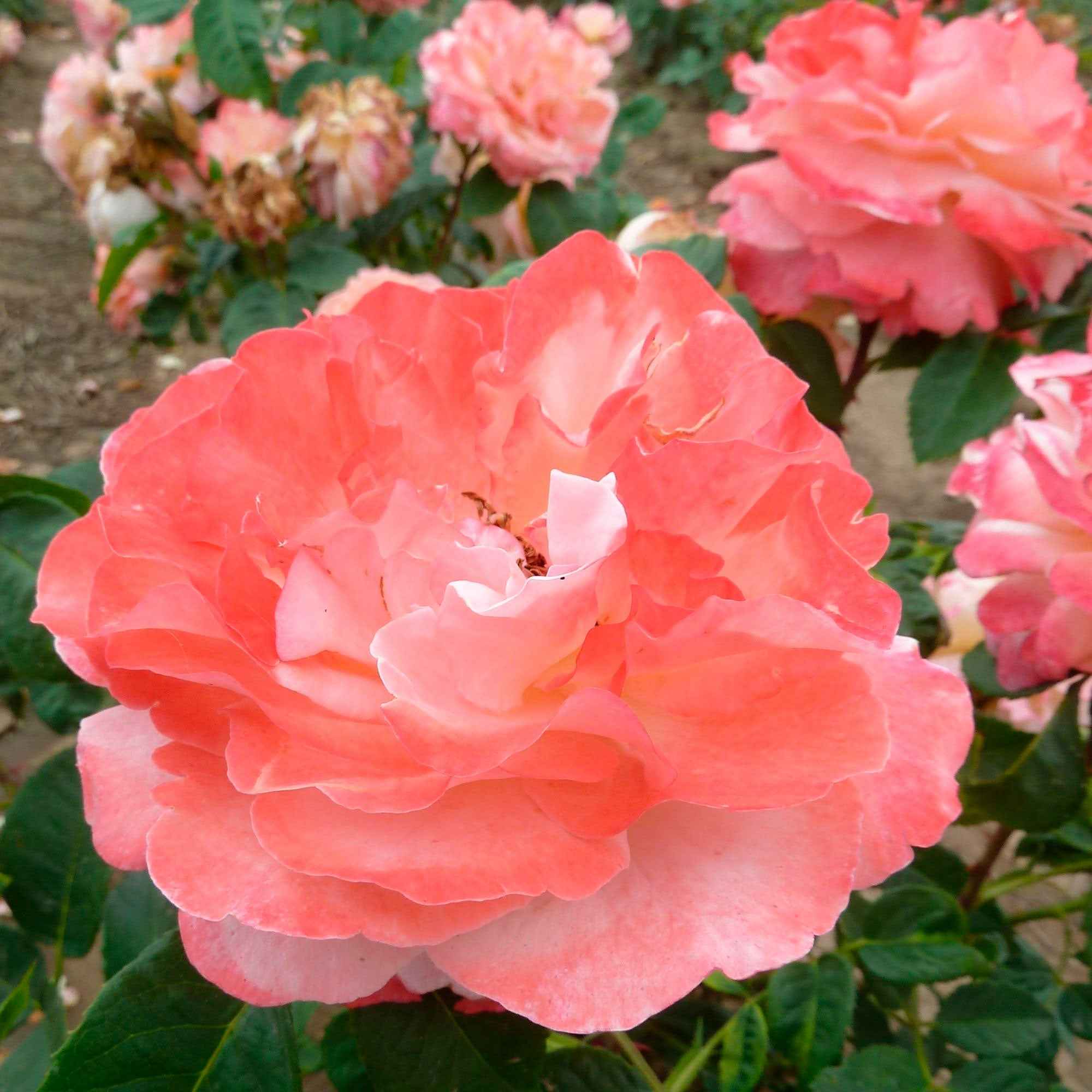 Grootbloemige roos 'Augusta Louise'® - Image 2