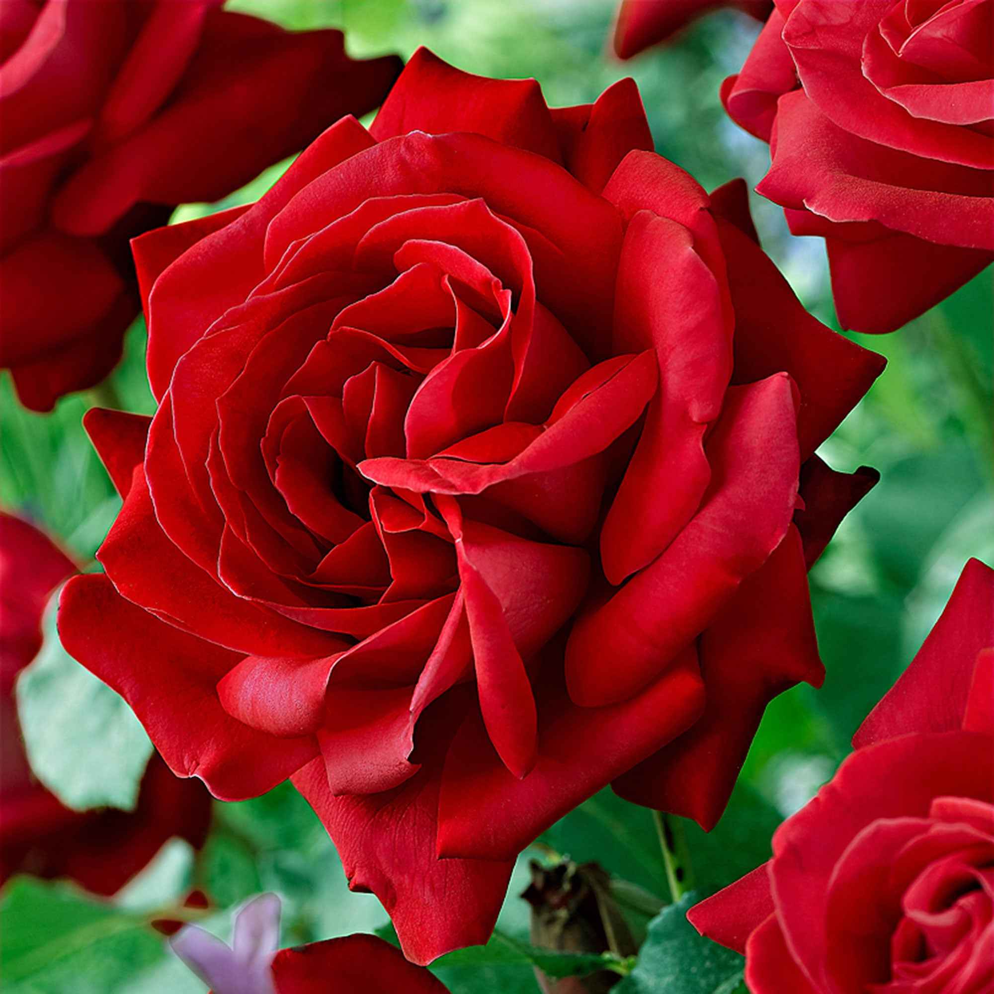 Grootbloemige roos 'Dame de Coeur'