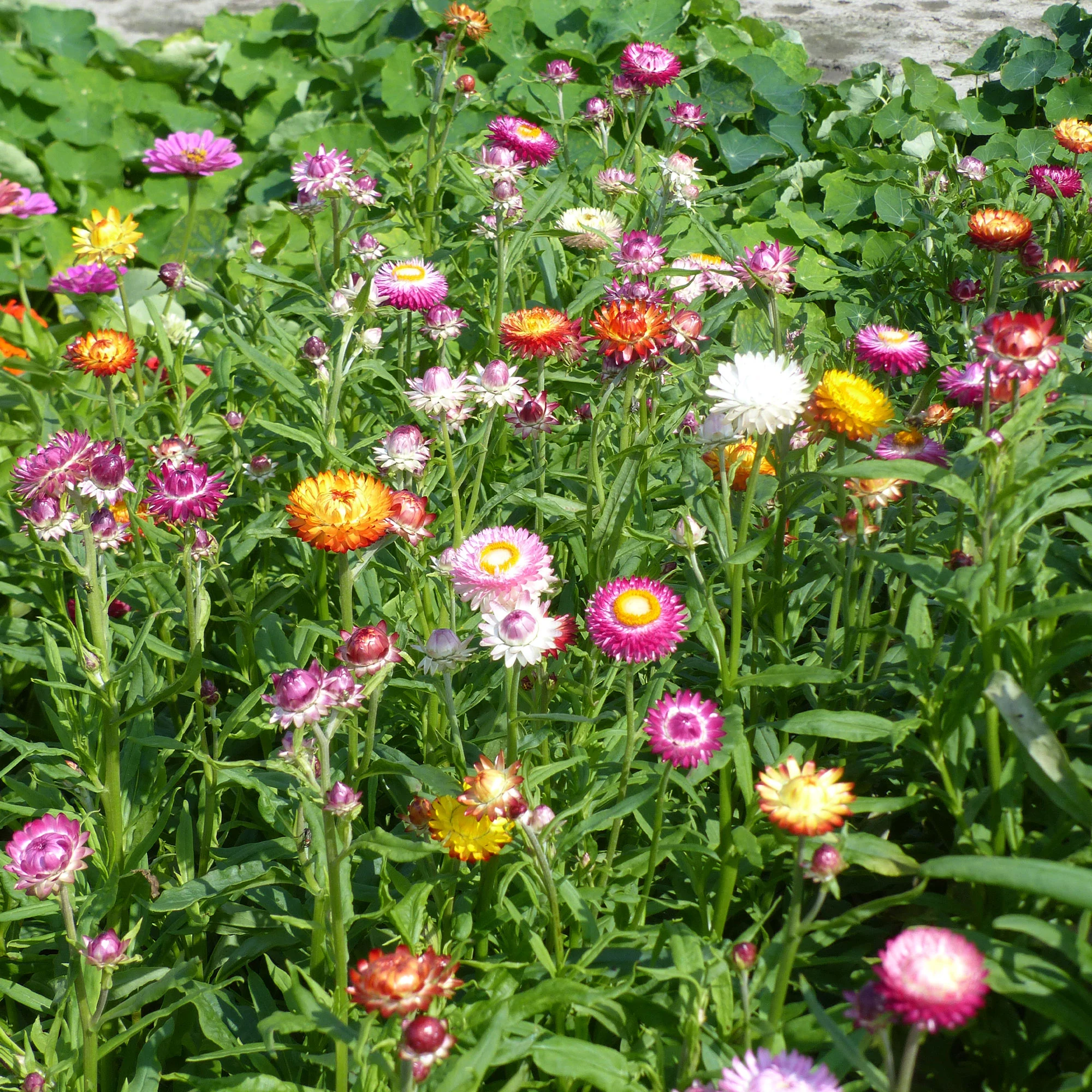 Grootbloemige strobloem Mix