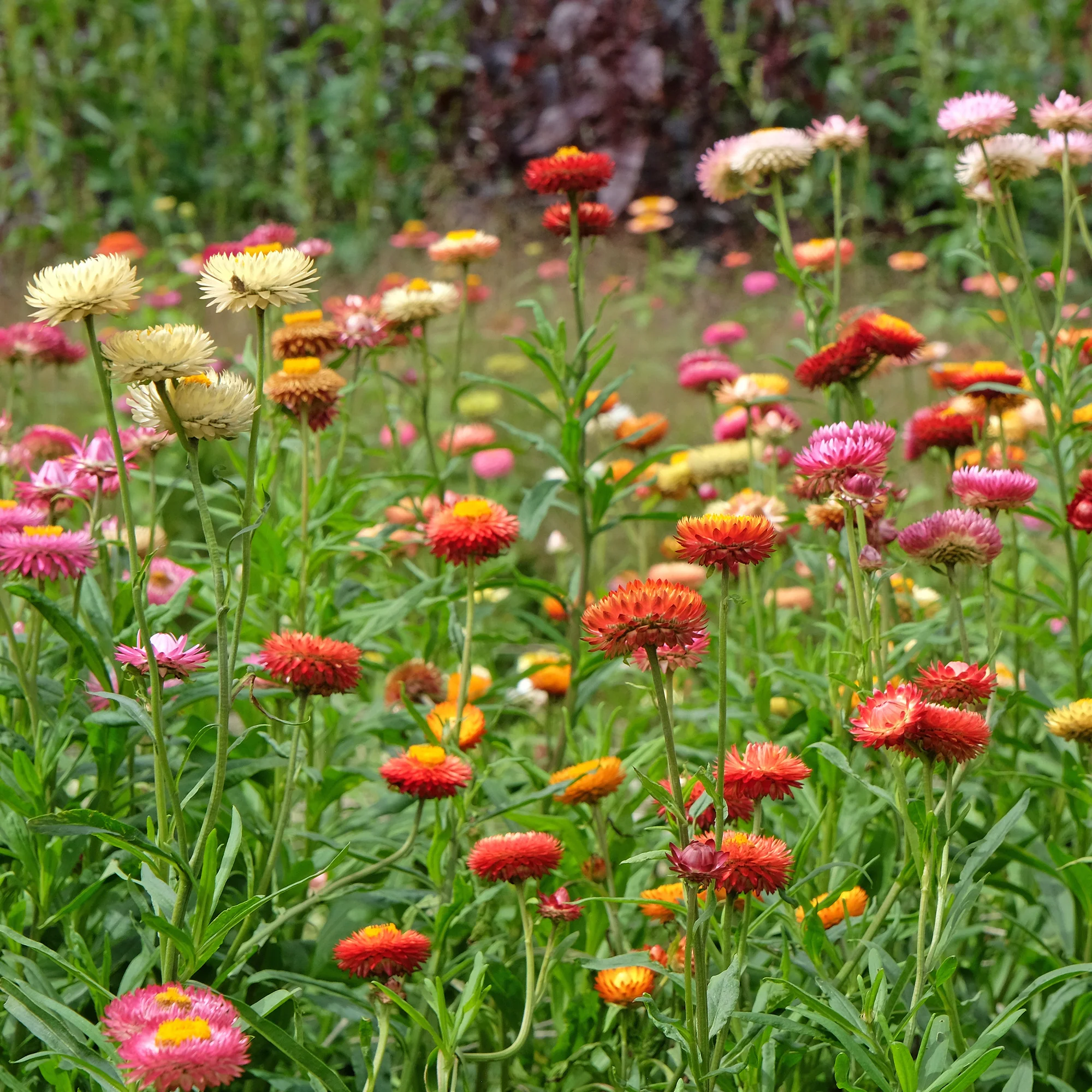 Grootbloemige strobloem Mix - Image 2
