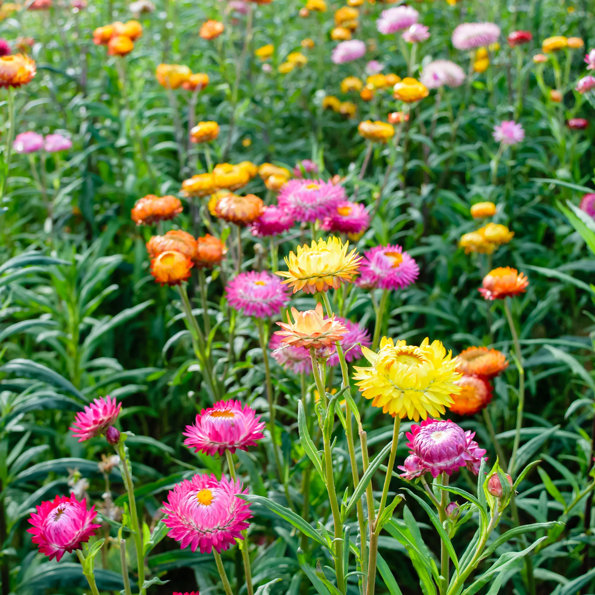 Grootbloemige strobloem Mix - Image 3
