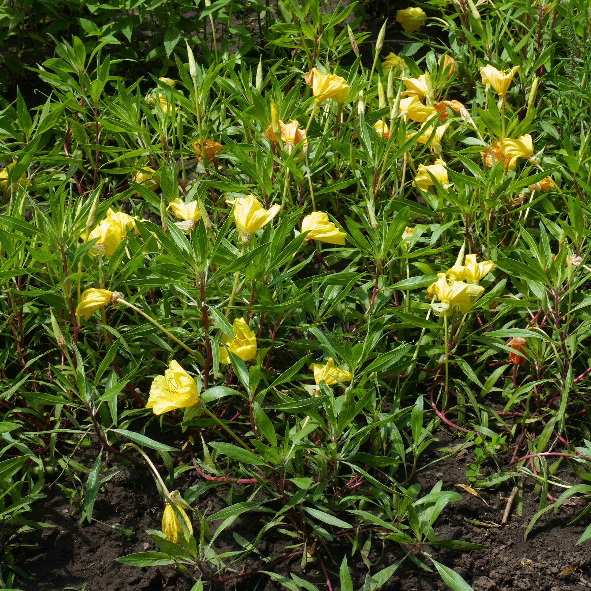 Miniatuur 2