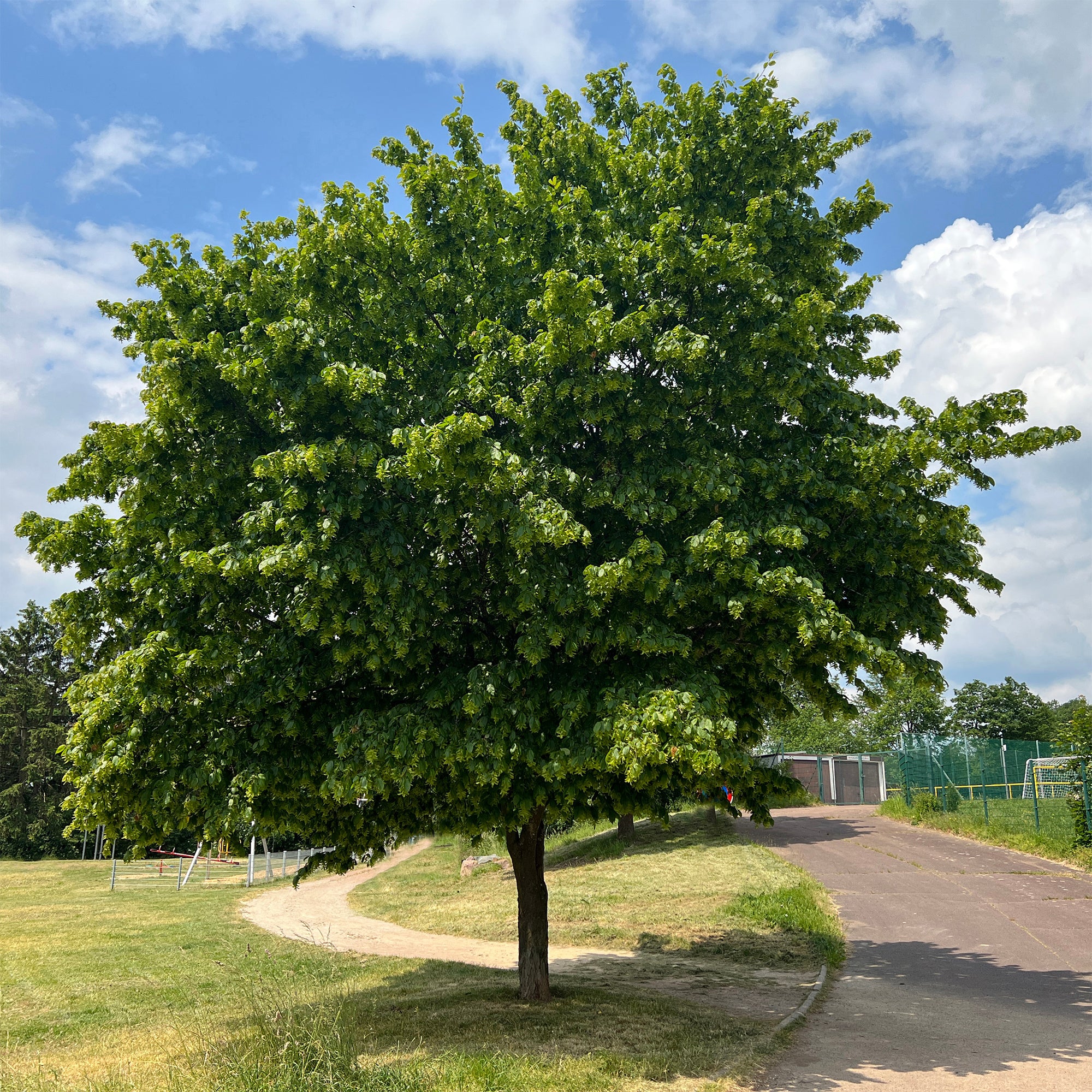 Haagbeuk