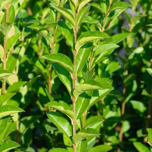 Haagliguster Ligustrum ovalifolium - Winterhard - Image 3