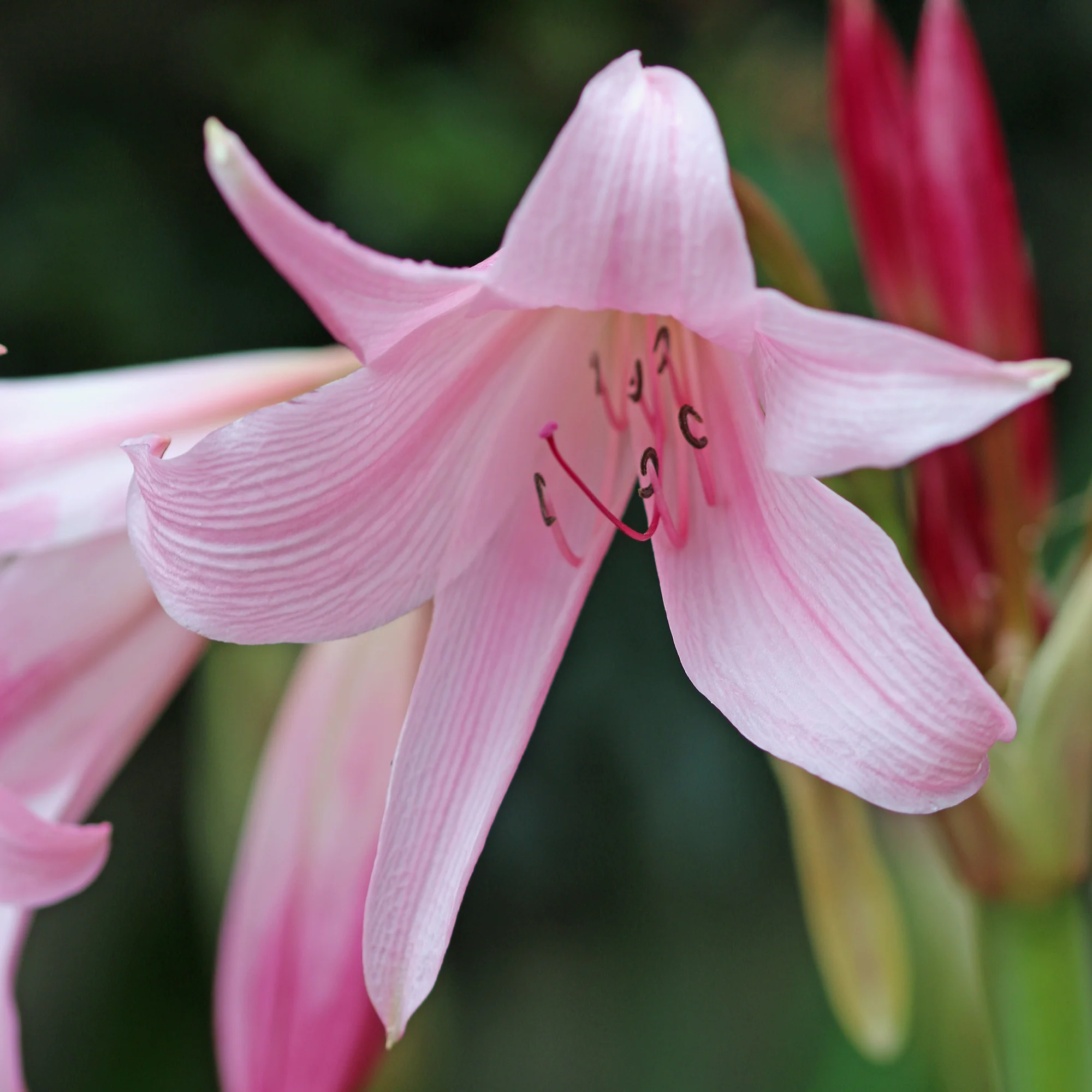 Haaklelie Rosea