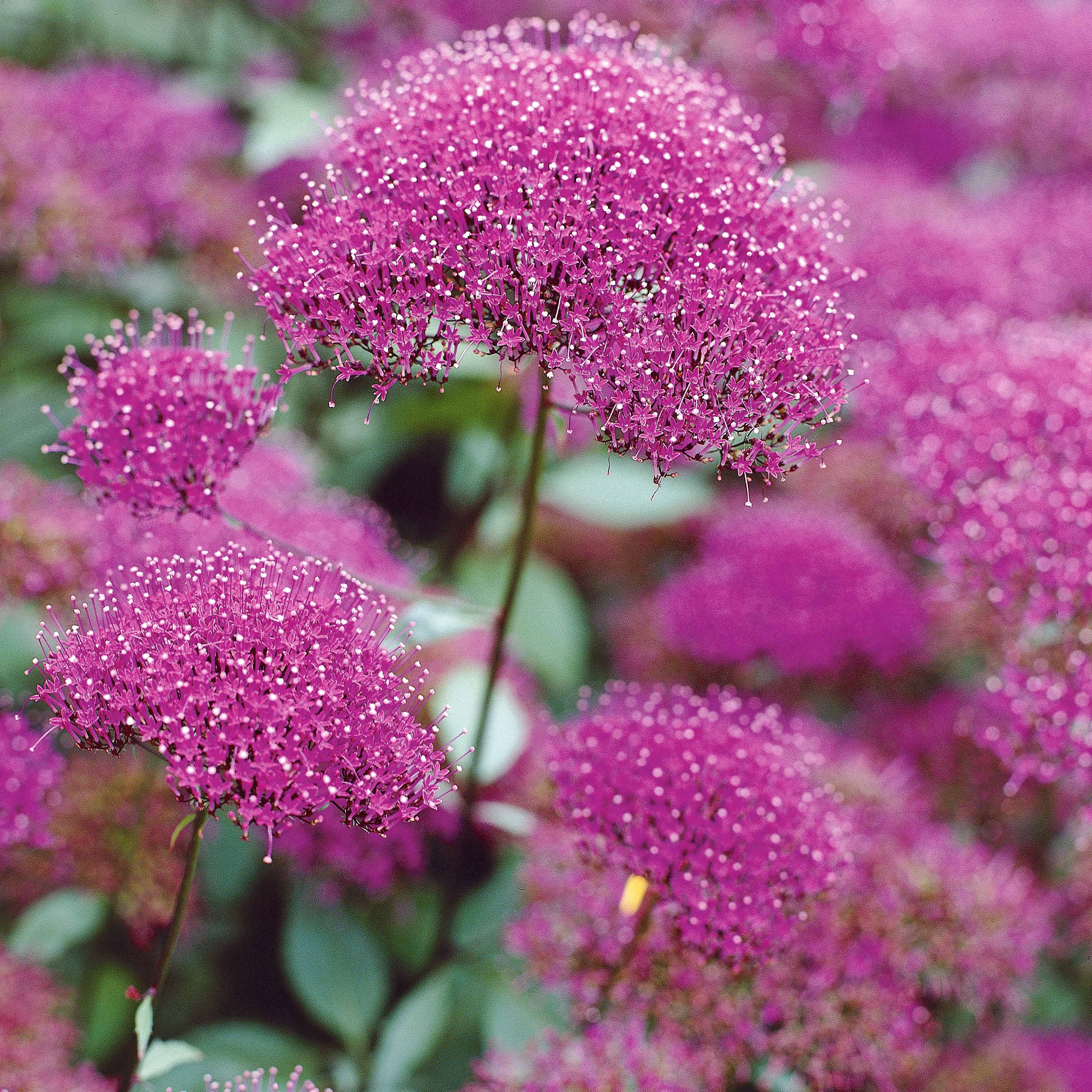 Halsbloem (x3)