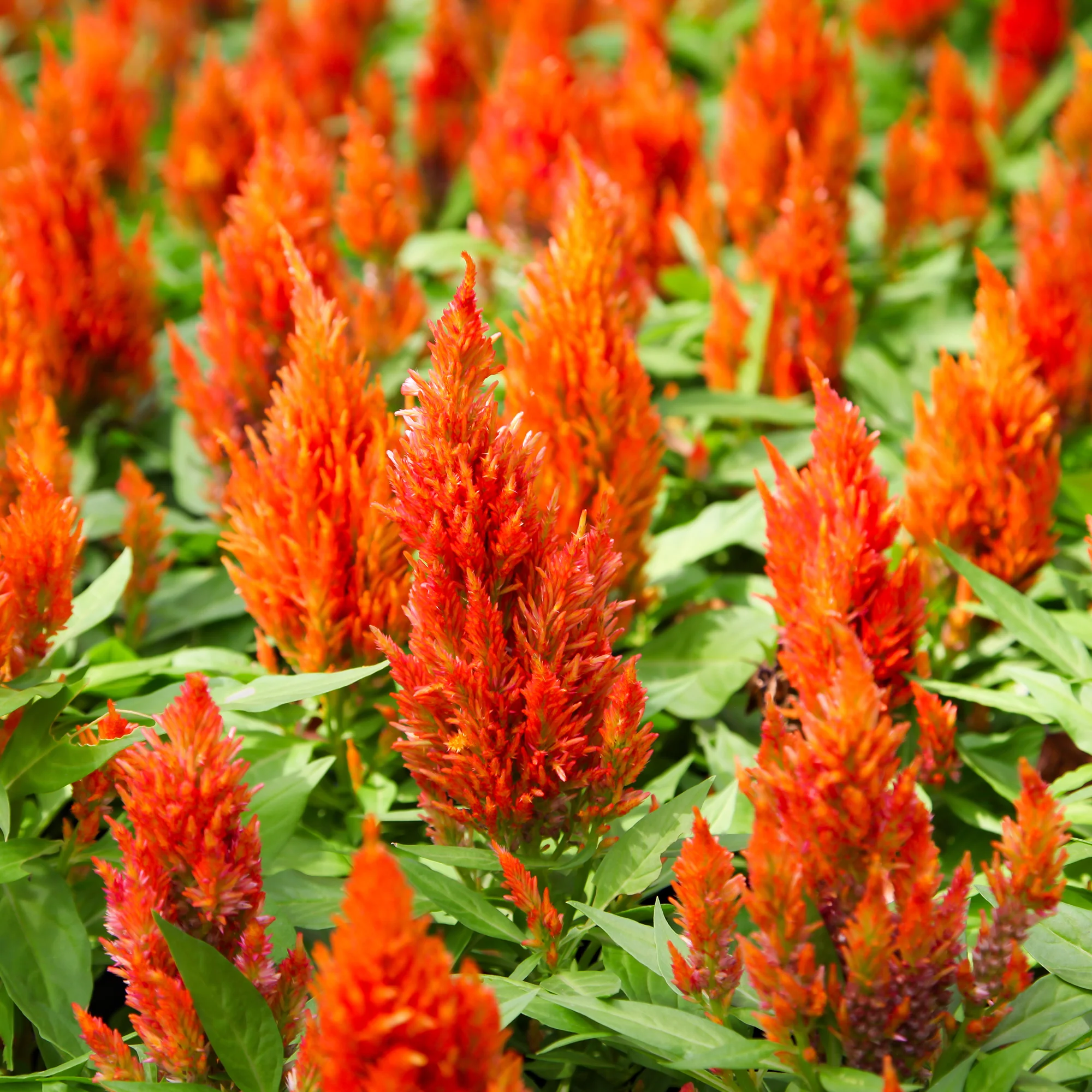 Hanenkam oranje