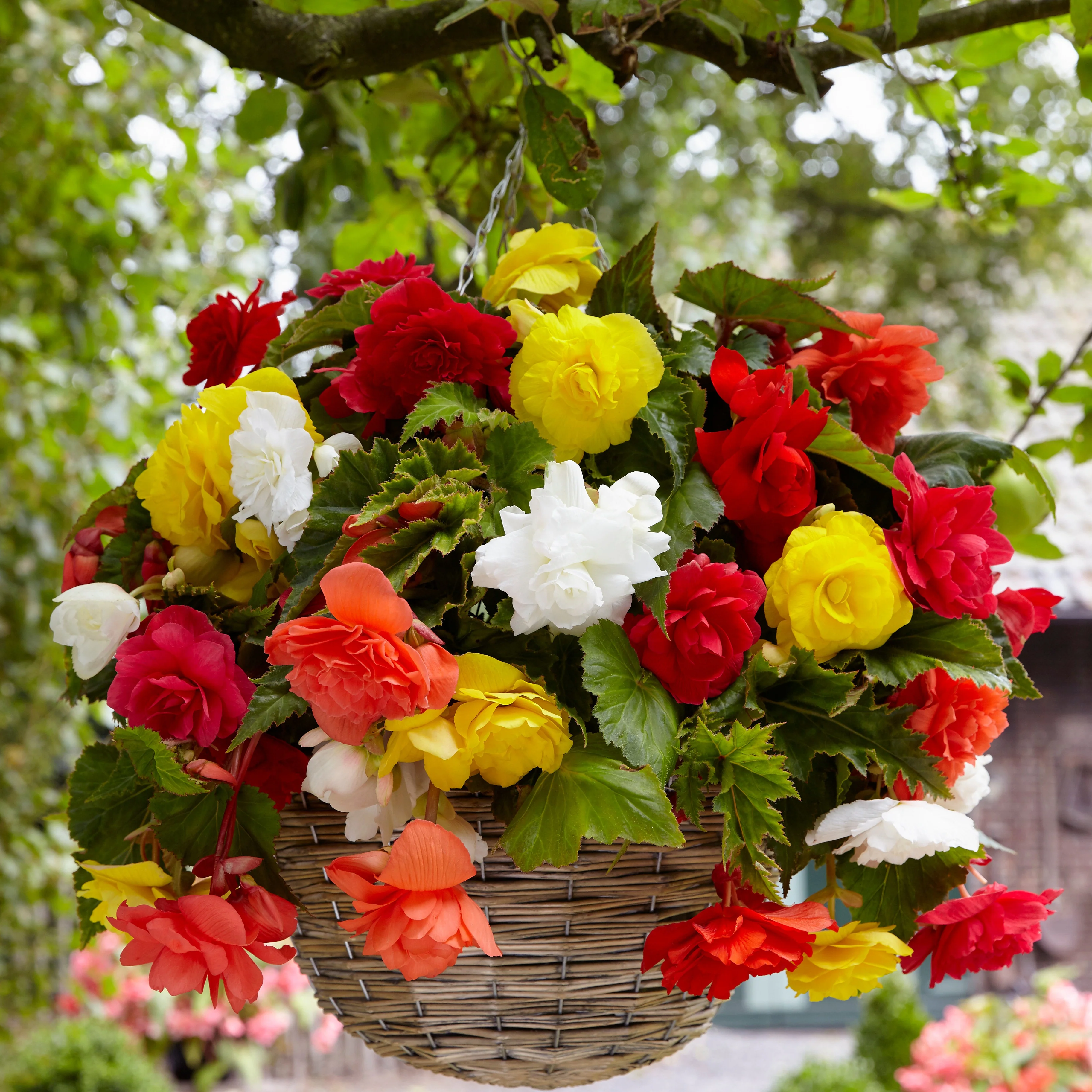 Hangbegonia Mix