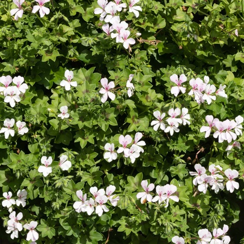 Hangende geranium - wit - Image 2