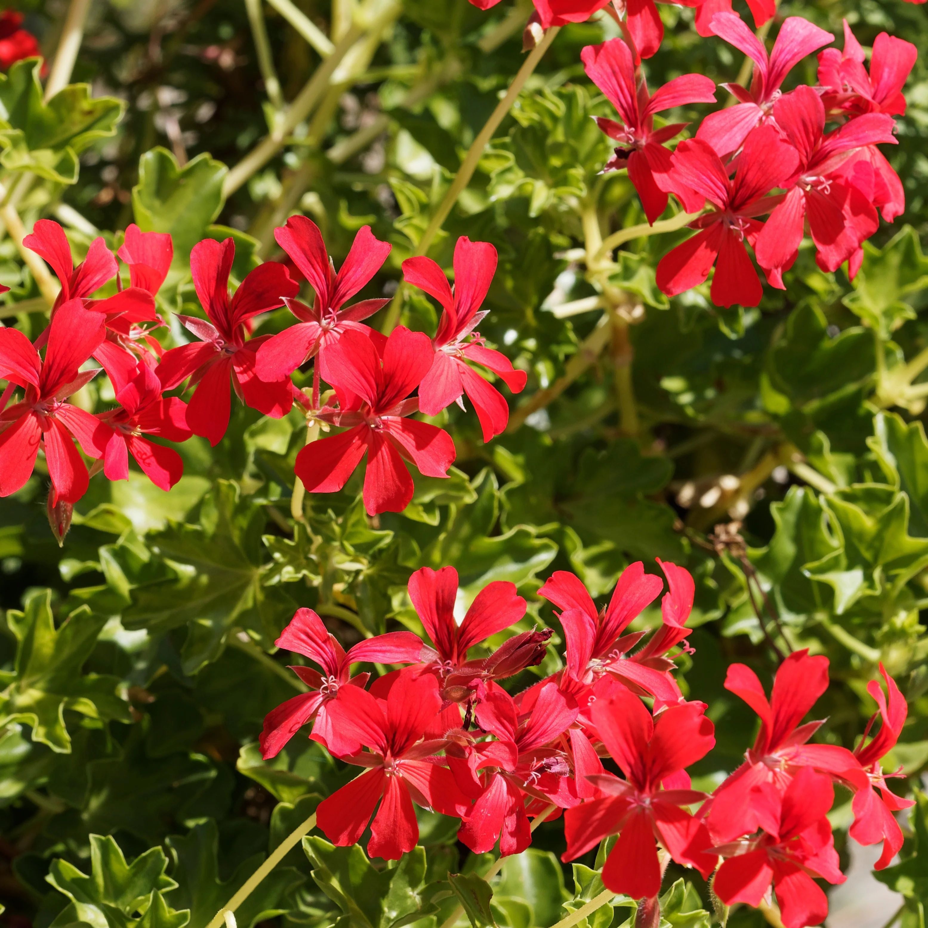 Hanggeranium - Image 4