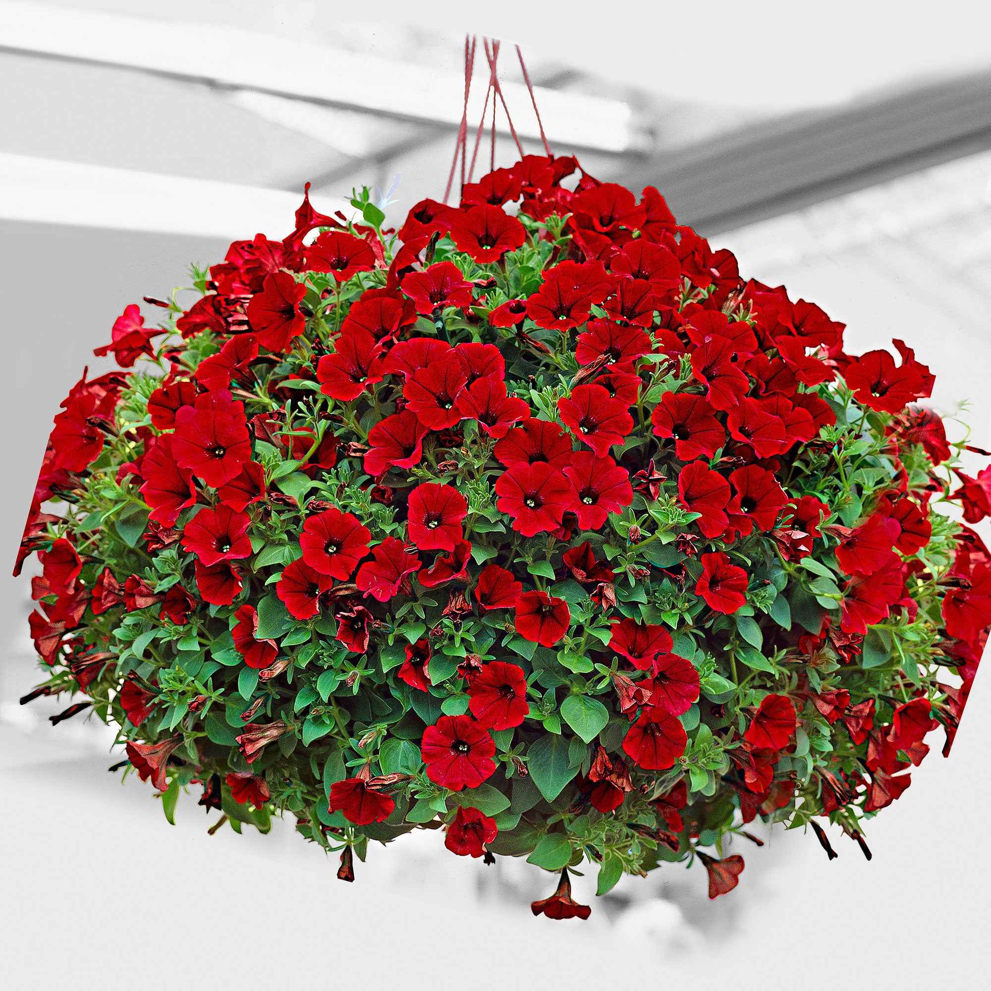 Hangpetunia rood (x3)