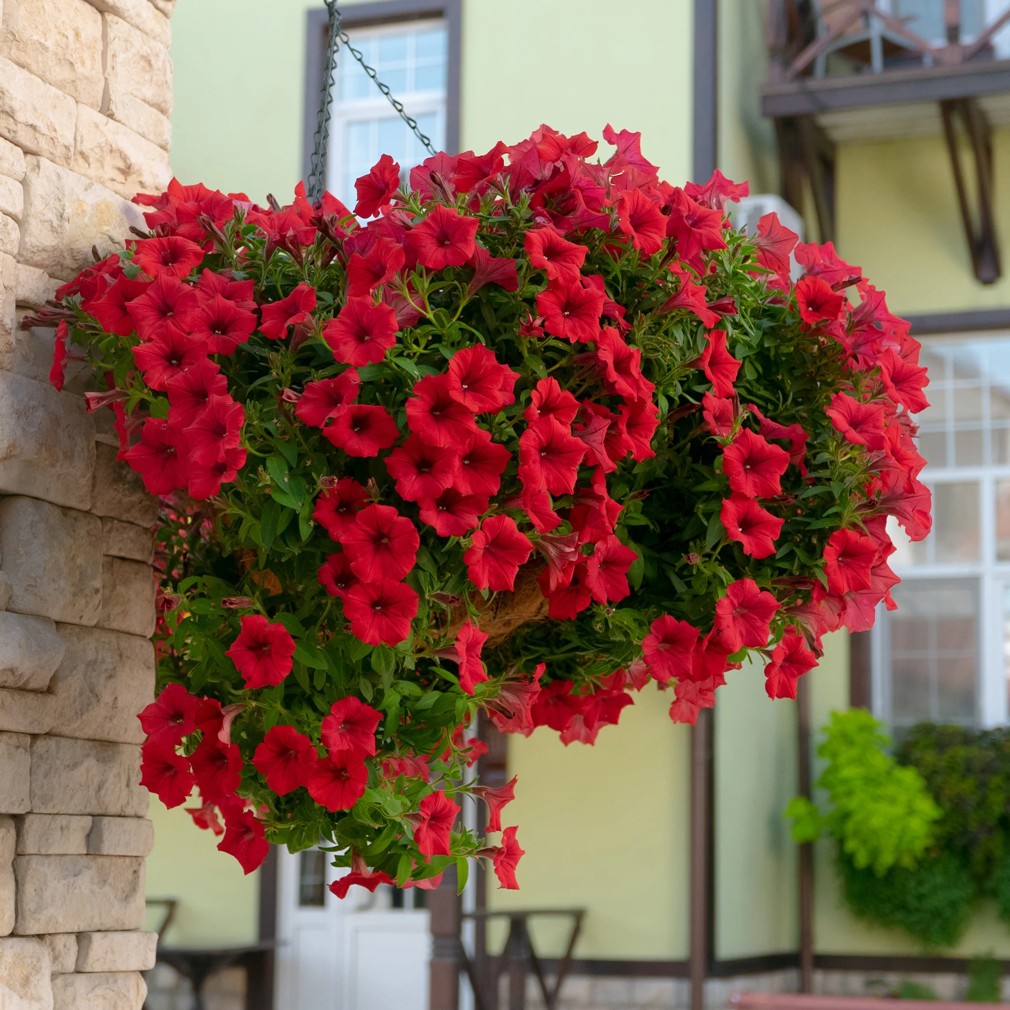 Hangpetunia rood (x3) - Image 2