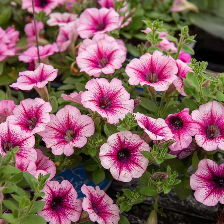 Hangpetunia - roze (x3) - Image 2