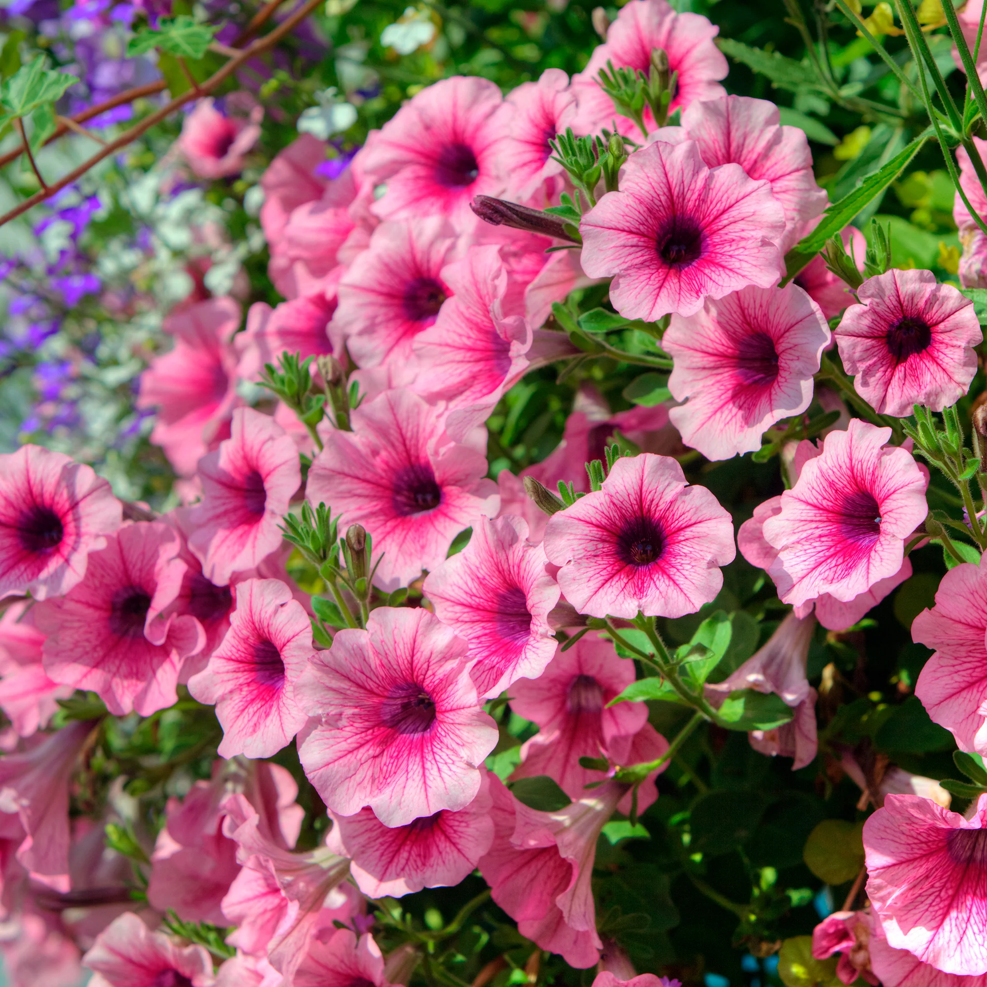 Hangpetunia - roze (x3) - Image 3