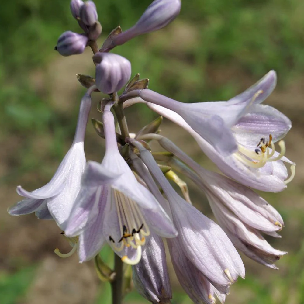 Hartlelie 'Catherine' - Image 3