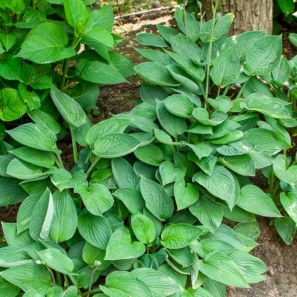 Hartlelie Elegans Funkia sieboldiana