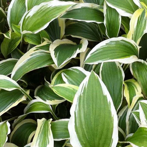 Hartlelie Yellow Splash Rim Funkia
