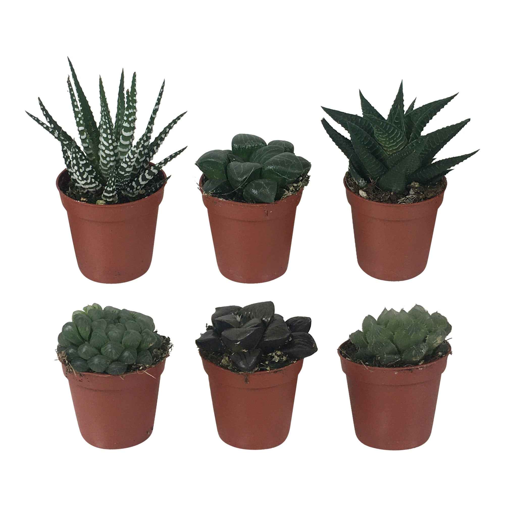 Haworthia Mix