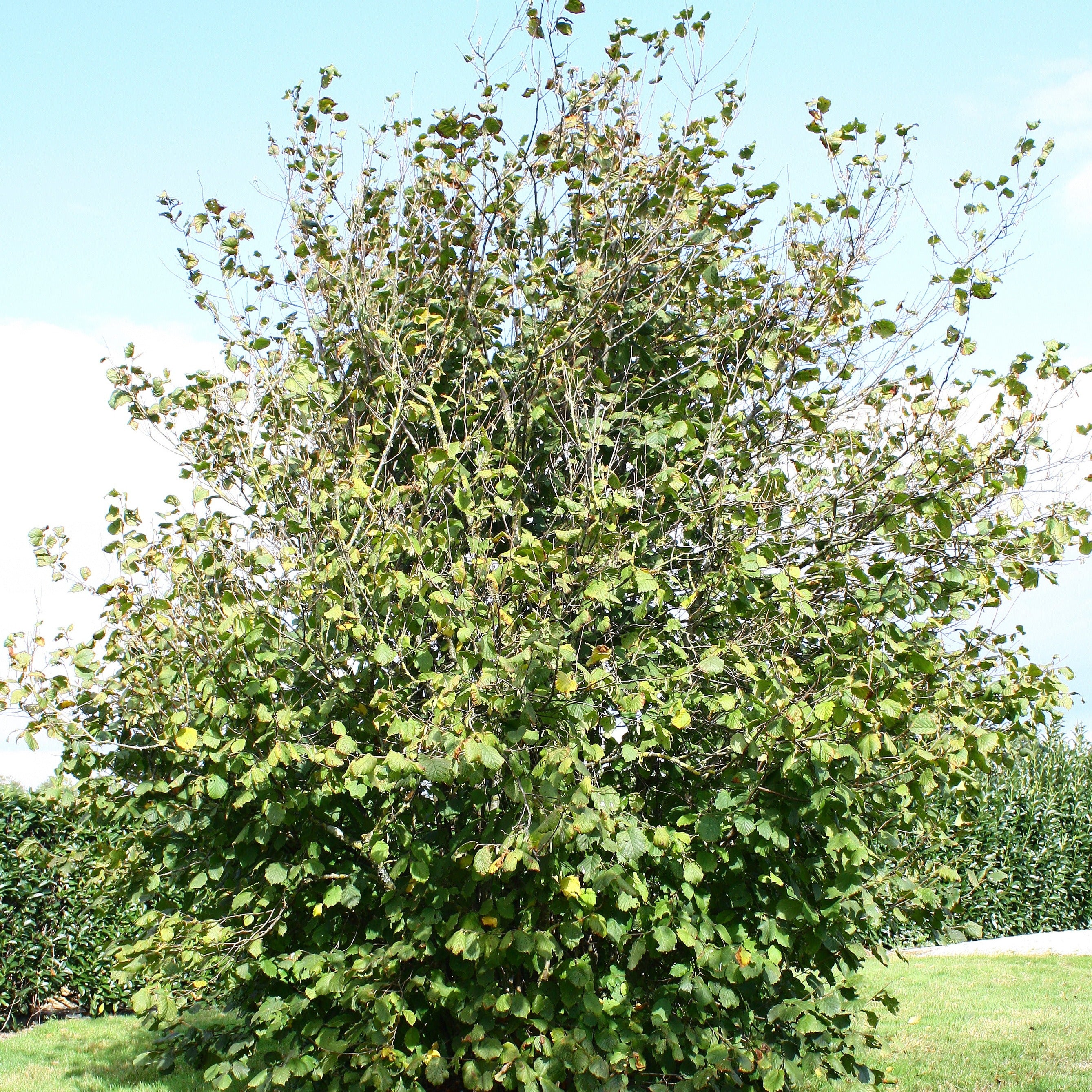Hazelaar 'Ronde de Piémont'