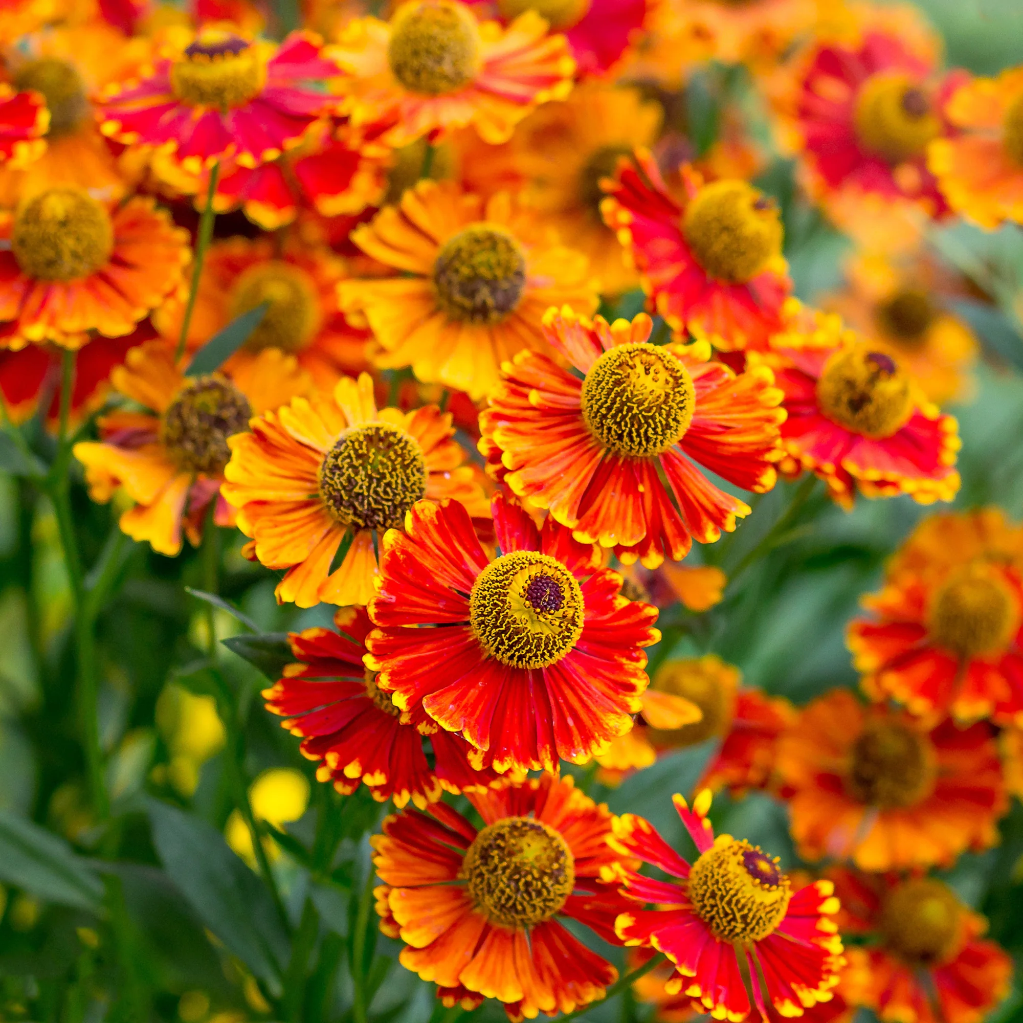 Helenium 'Poncho' / Zonnekruid