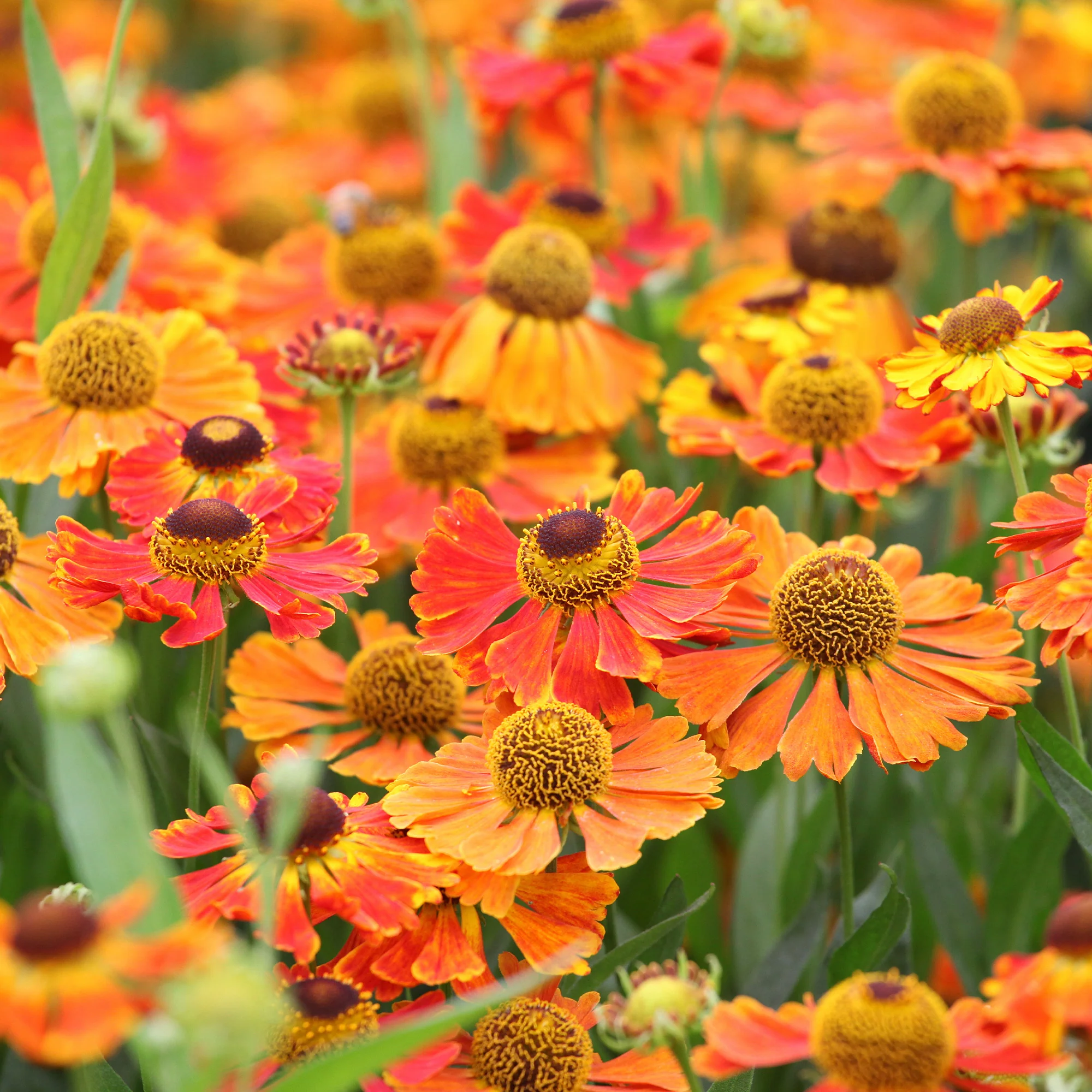 Helenium 'Waltraut' / Zonnekruid - Image 2