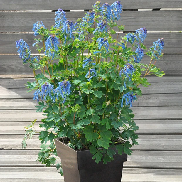 Helmbloem 'Blue Line'