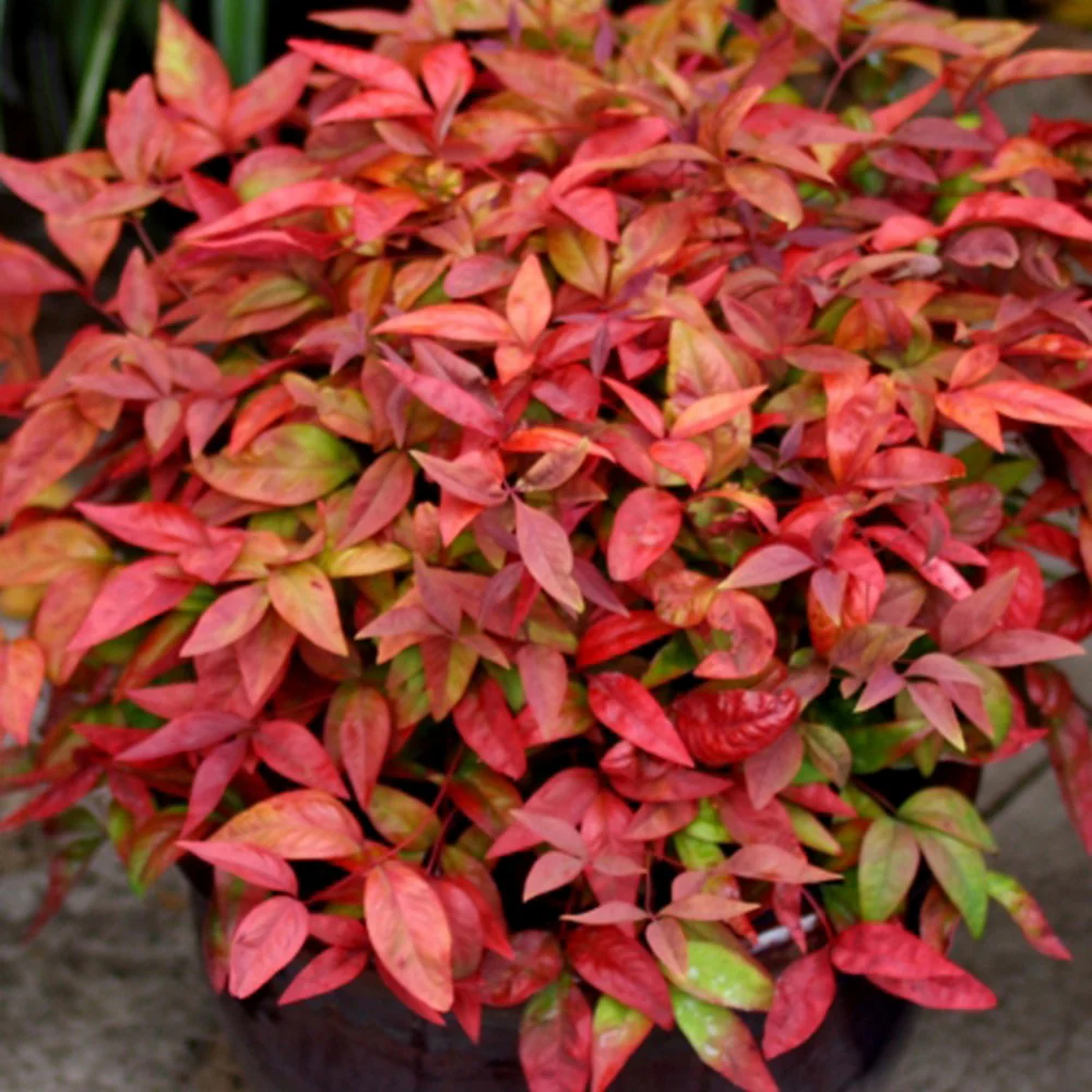 Hemelse bamboe 'Blush Pink' - Image 3