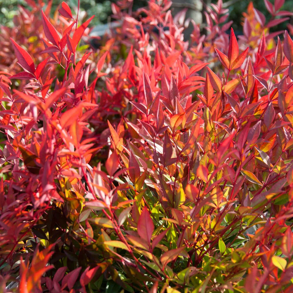 Hemelse bamboe 'Gulf Stream'